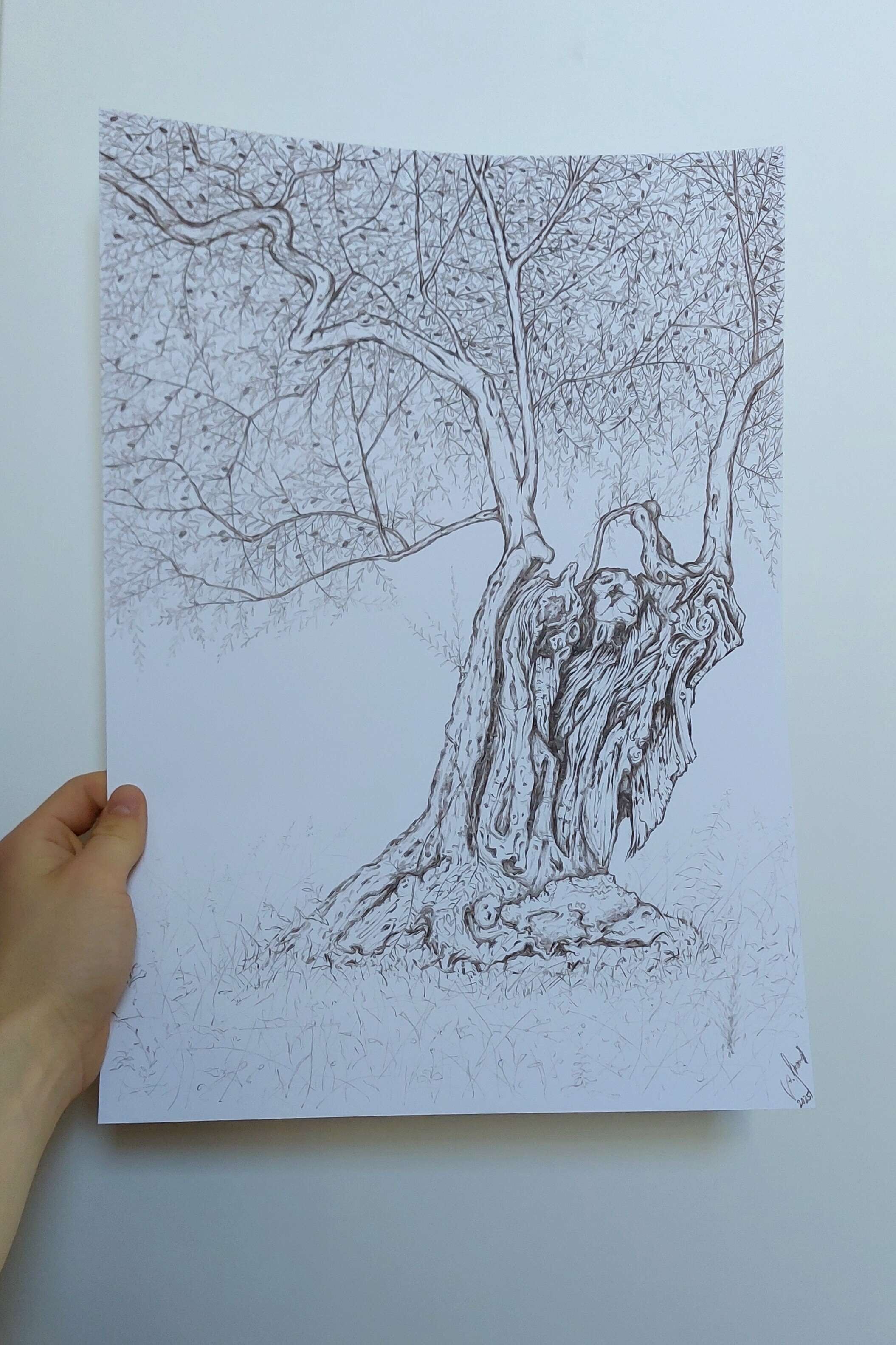 Olivenbaum 9 - Alexander Straub 2