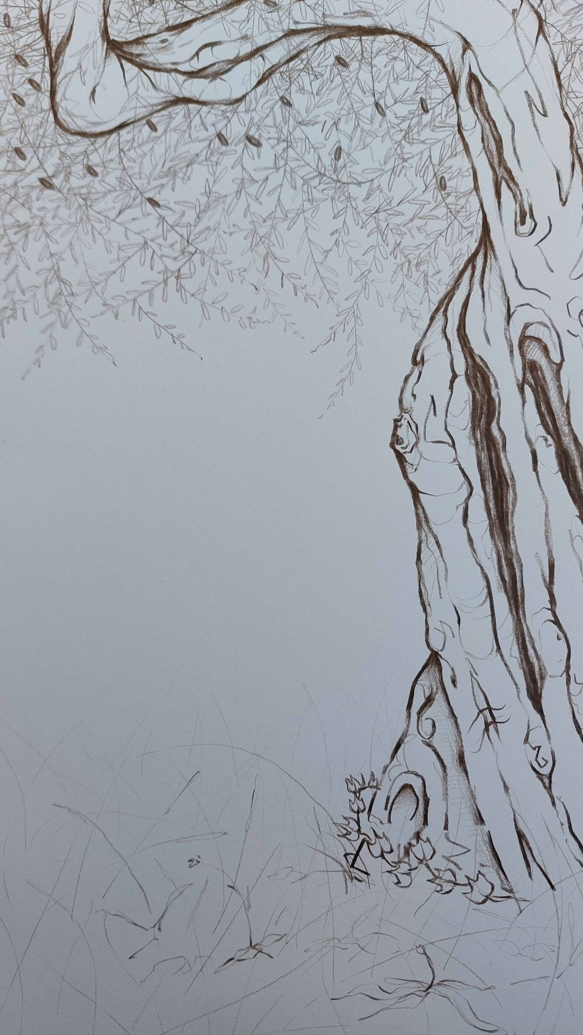 Olivenbaum 6 - Alexander Straub 7