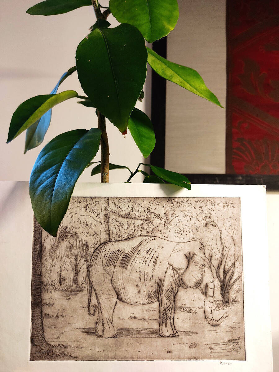 Elefant unter Orangen
