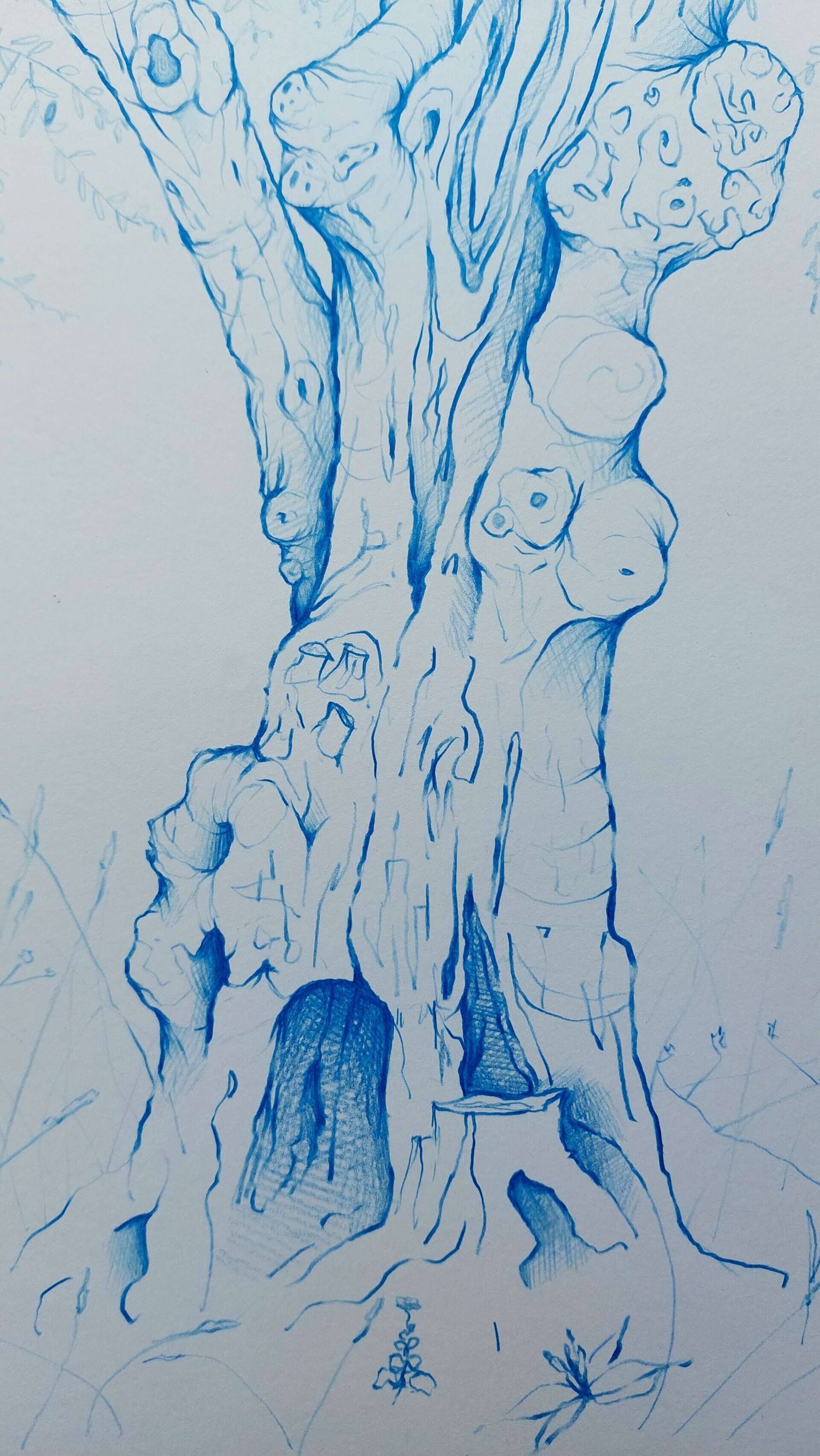 Olivenbaum 2 - Alexander Straub 4