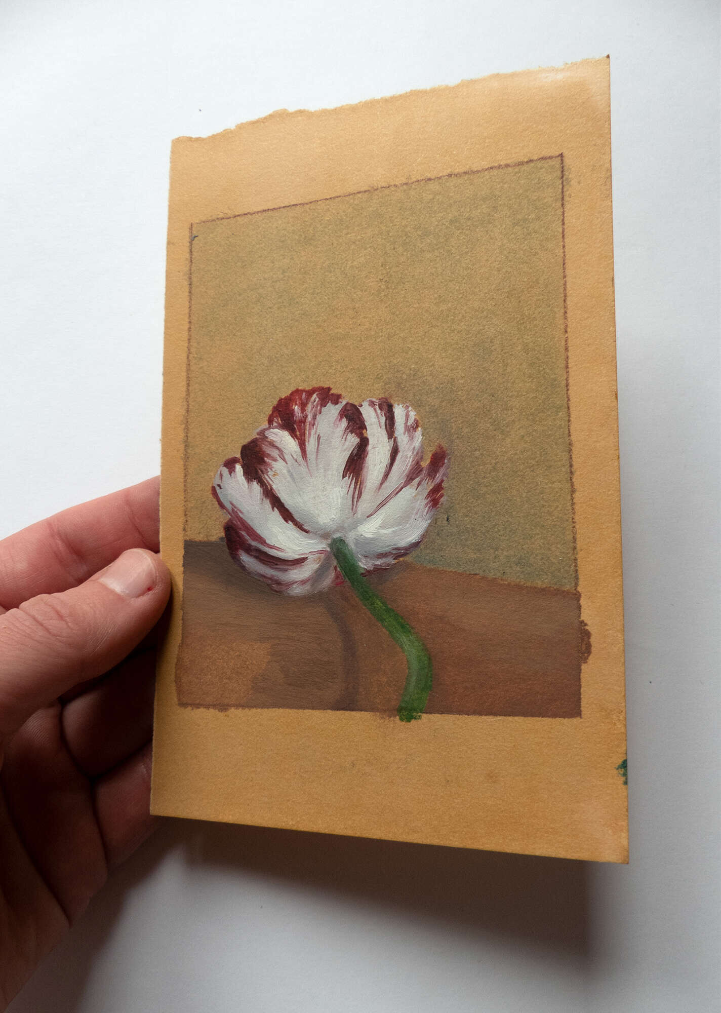 Tulpe - Jo Failer 4