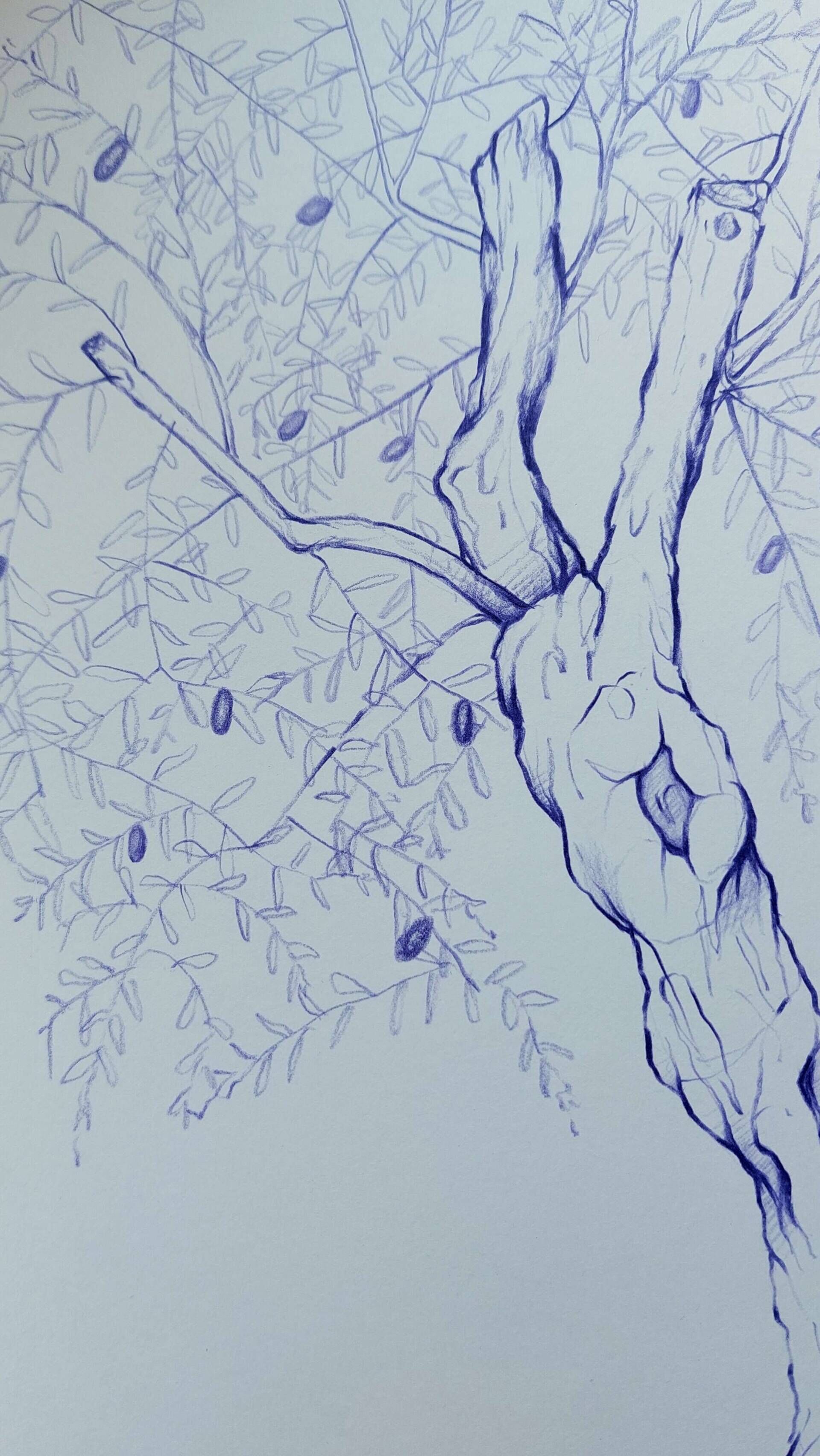 Olivenbaum 3 - Alexander Straub 2