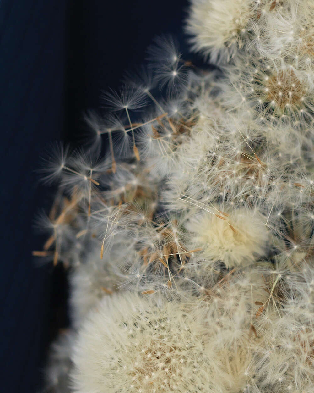 HumaNature / DANDELION - Maria-Magdalena Ianchis 2