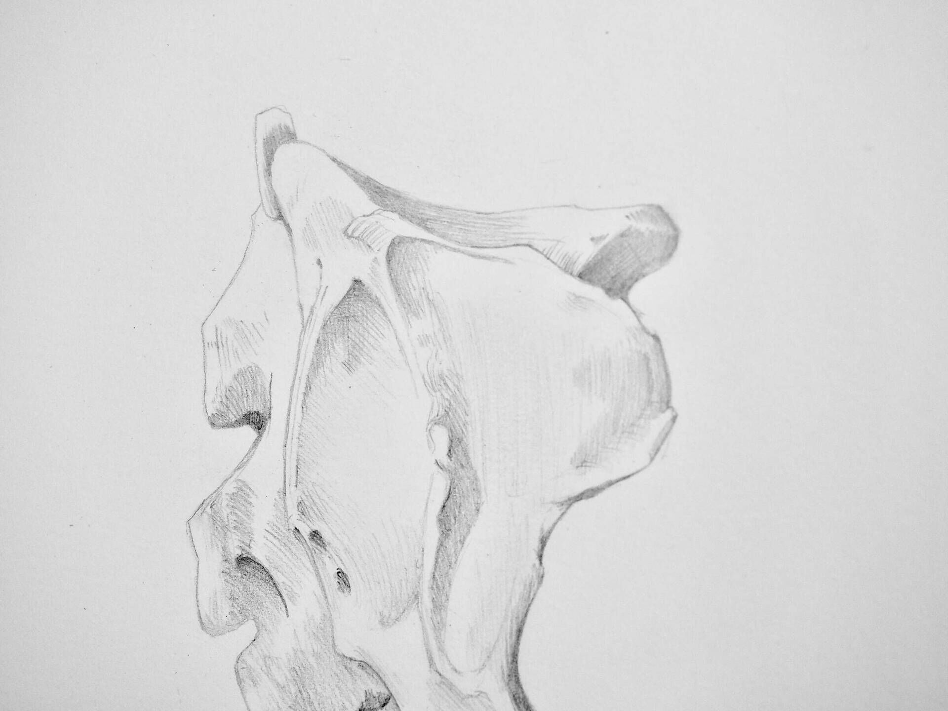 Hueso  - Carolina Reyes 2