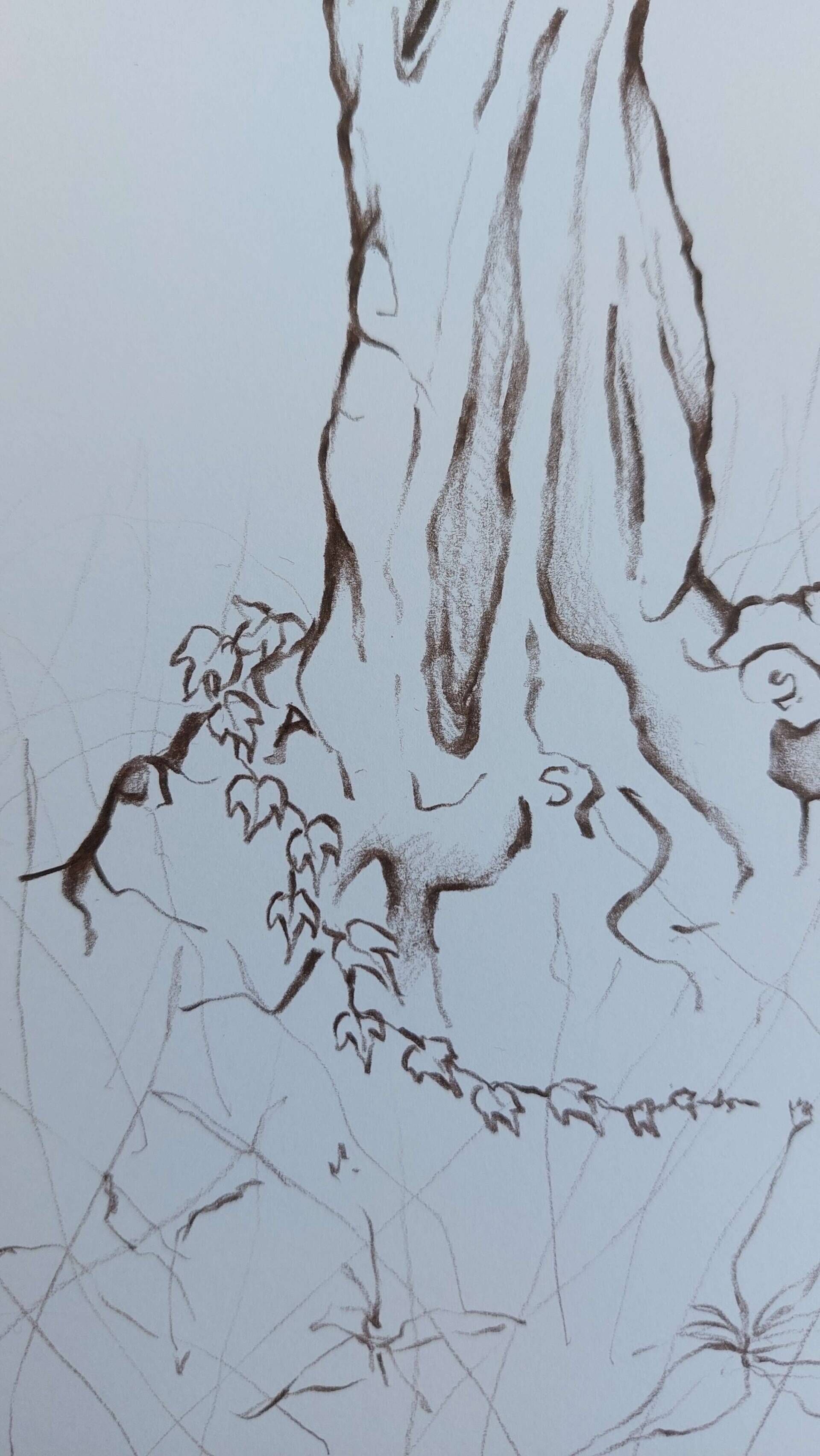 Olivenbaum 5 - Alexander Straub 8