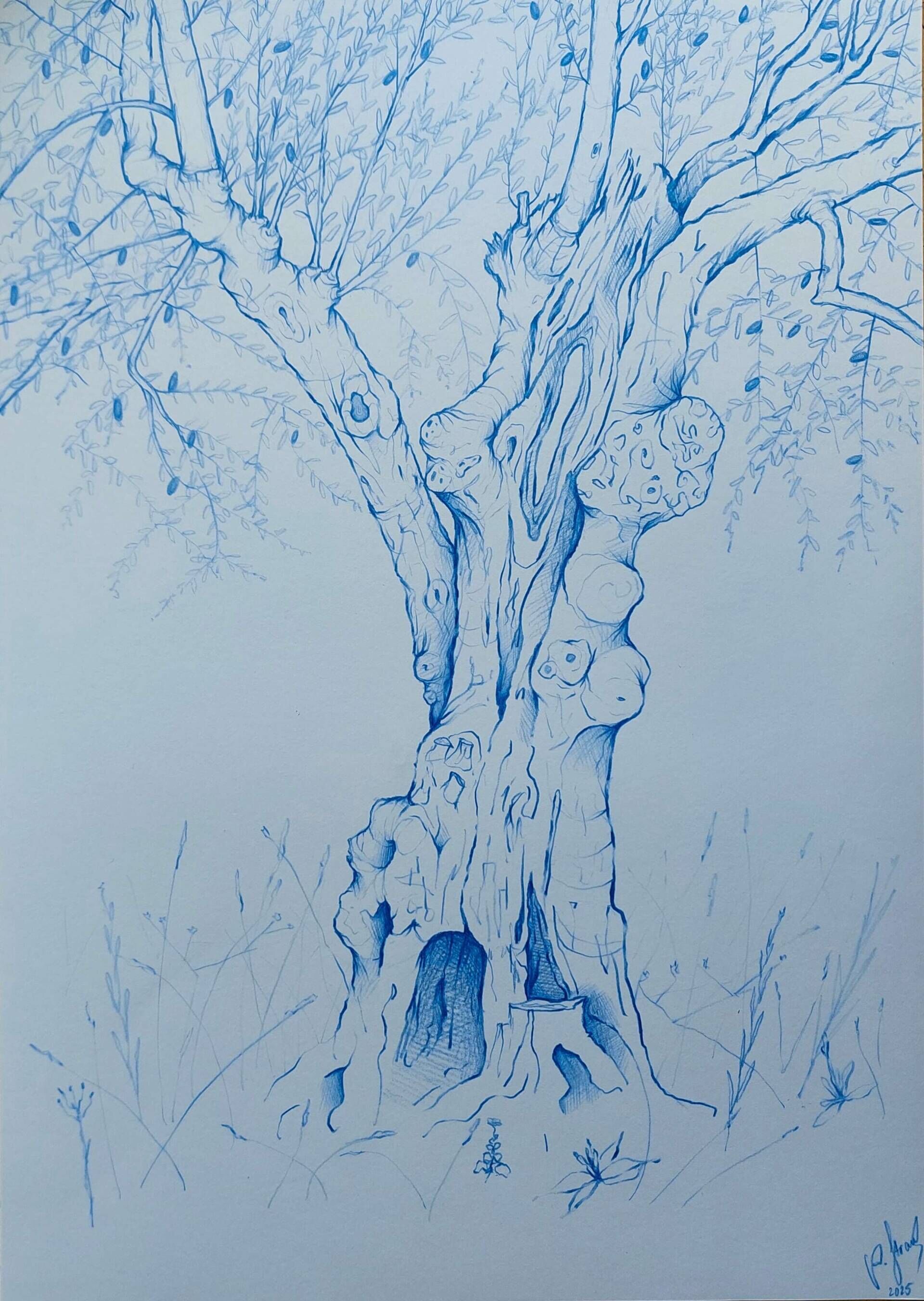 Olivenbaum 2 - Alexander Straub 1