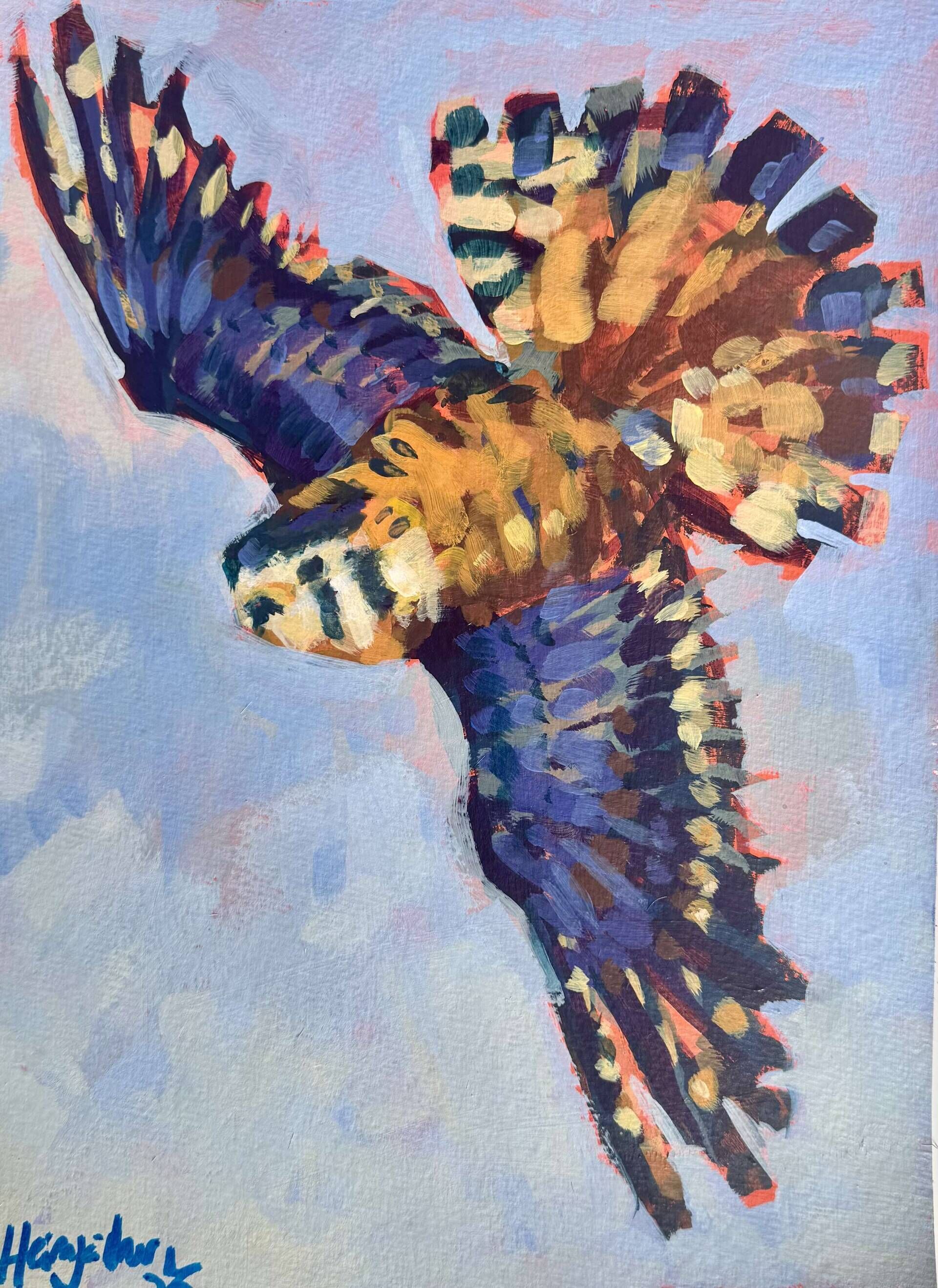 Buntfalke - Daniel Heimgärtner 1