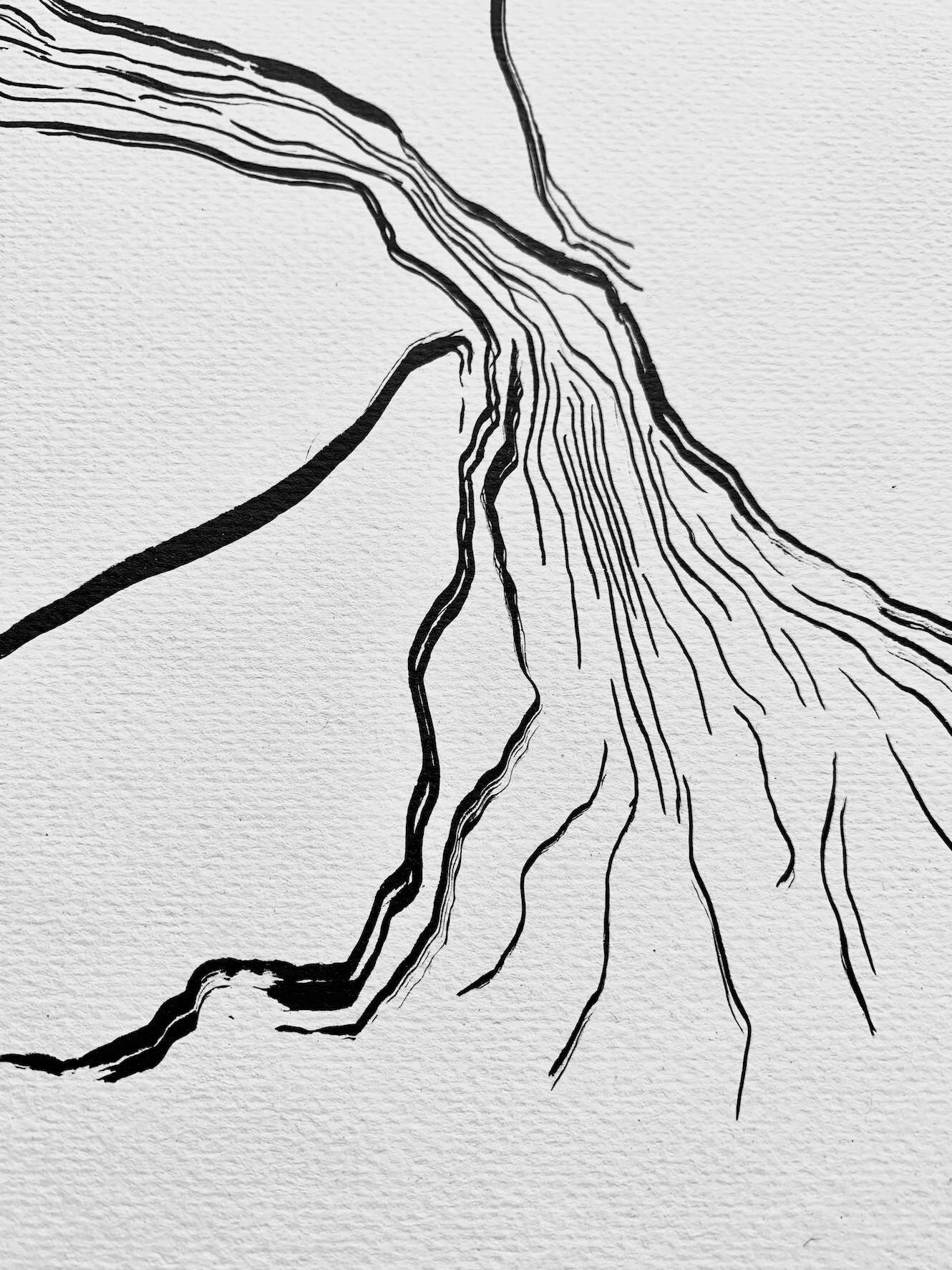 Tree and Seed - Carolina Reyes 1