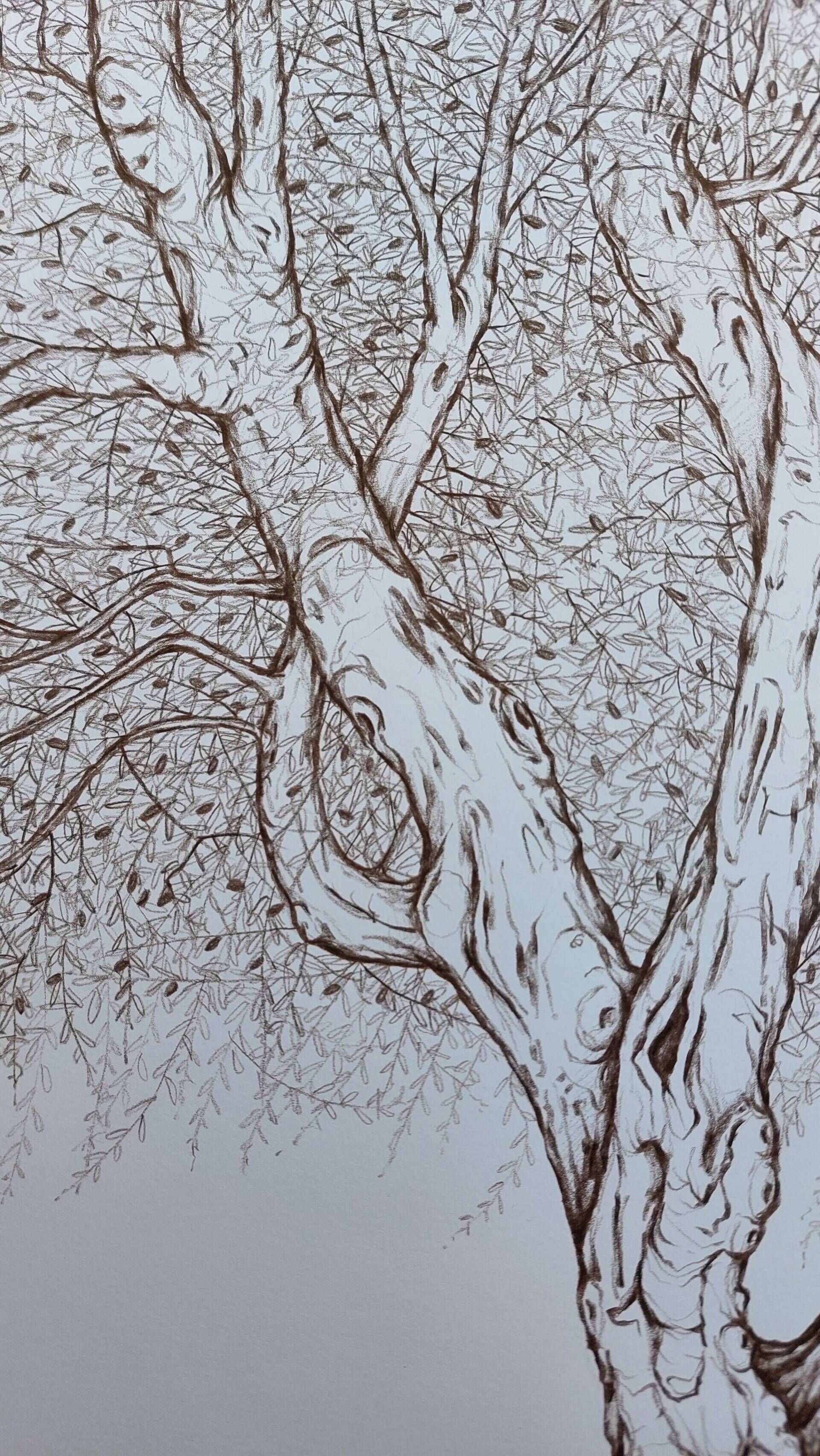 Olivenbaum 8 - Alexander Straub 5