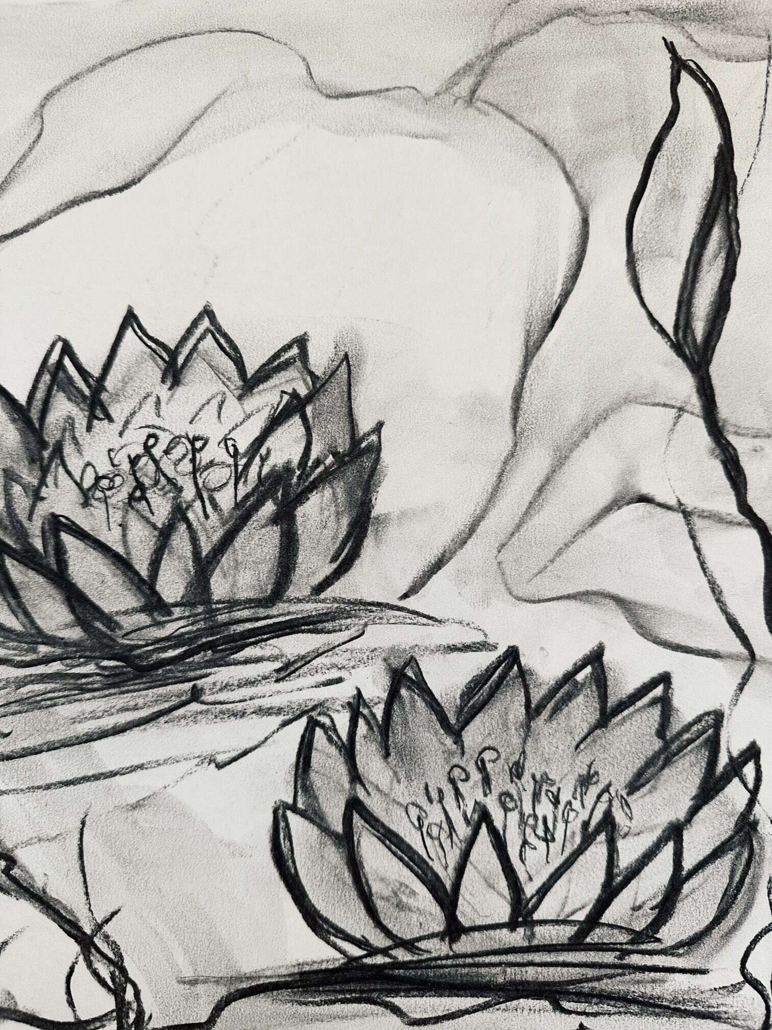 Seerosen Erblüht  - Martina  Schepperle  3