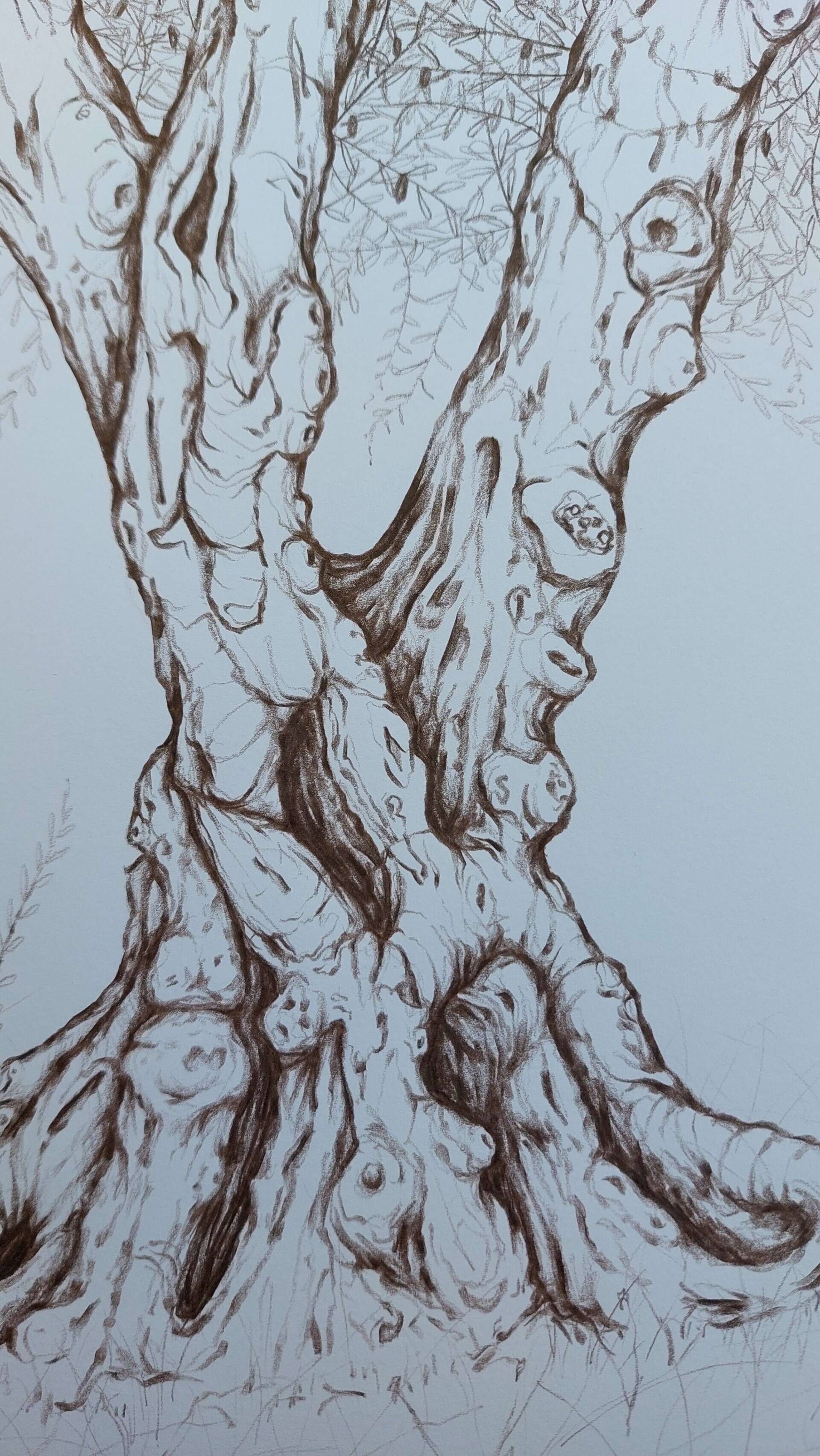 Olivenbaum 8 - Alexander Straub 3