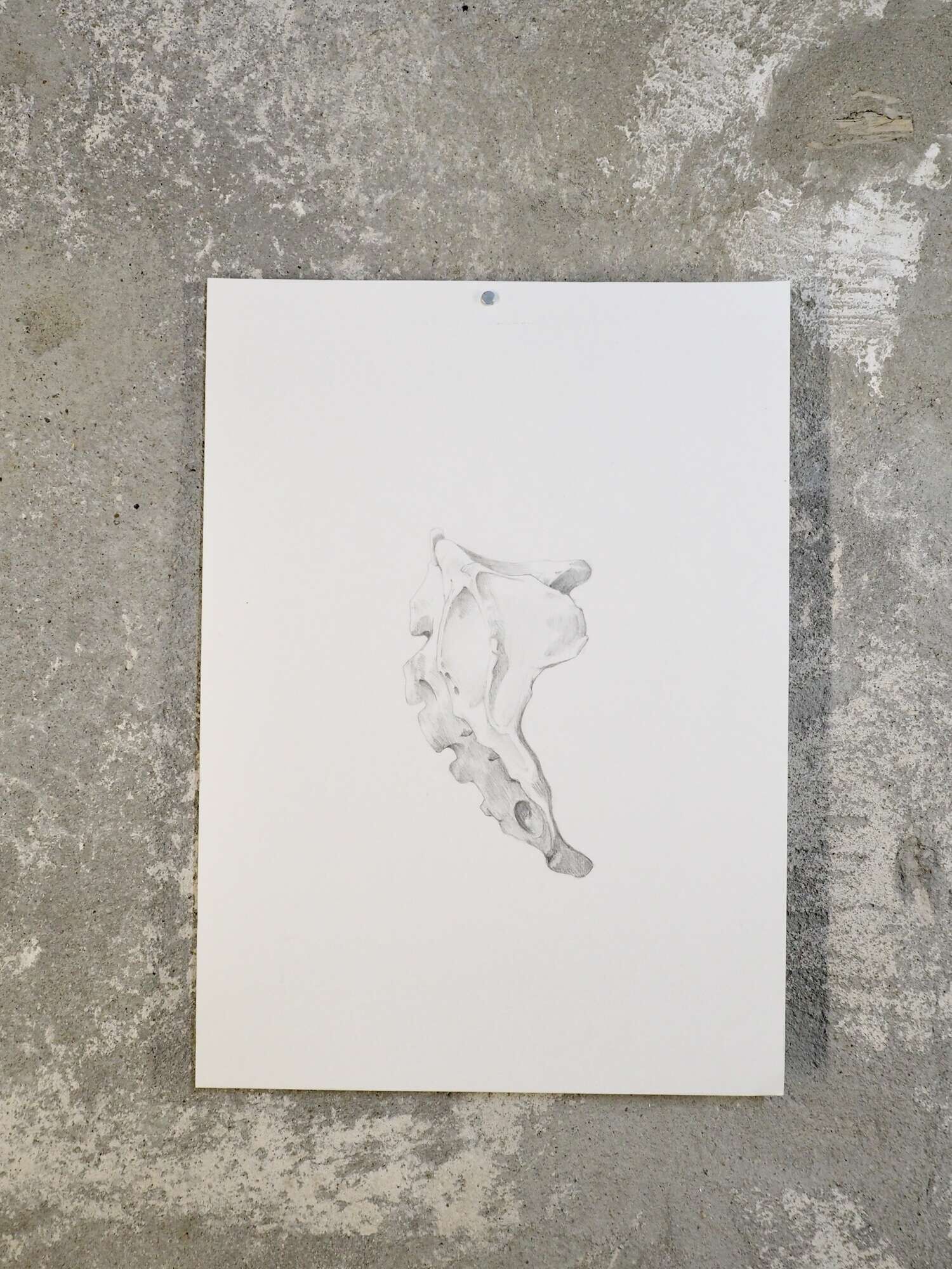 Hueso  - Carolina Reyes 3