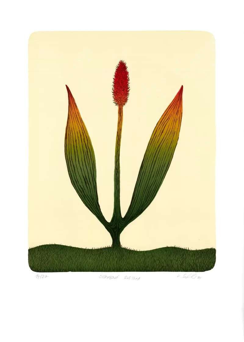 Orange Plant - Klara Sedlo 1