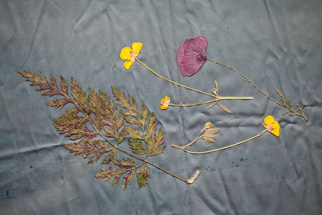 PLANT SUN - Maria-Magdalena Ianchis 8