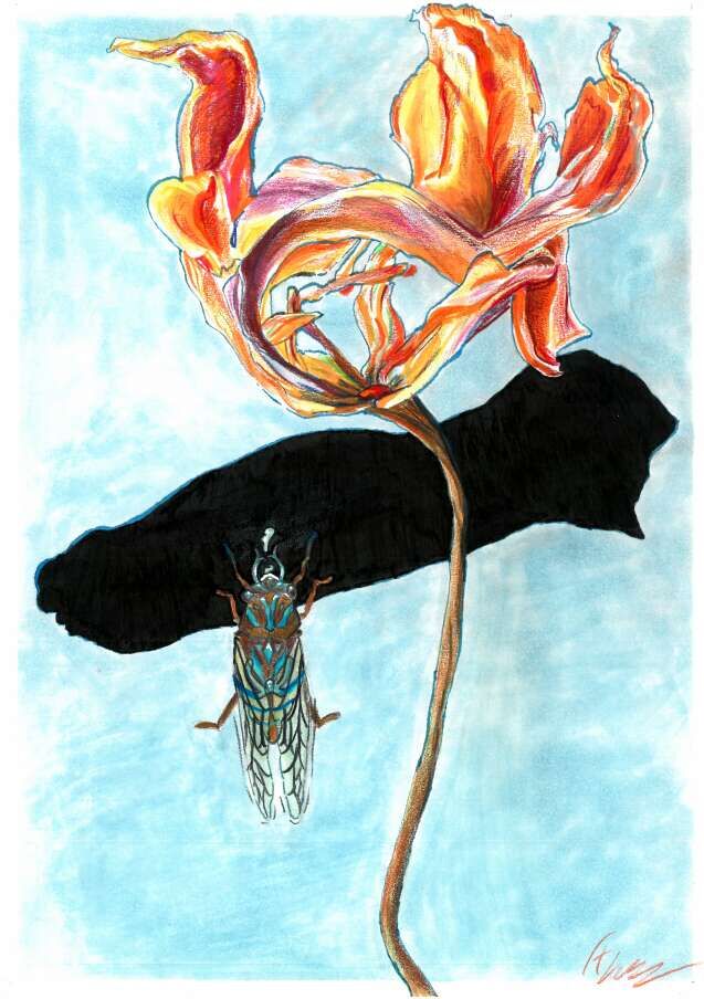 Cicada on Dahlia - Thomas Lorenz 1