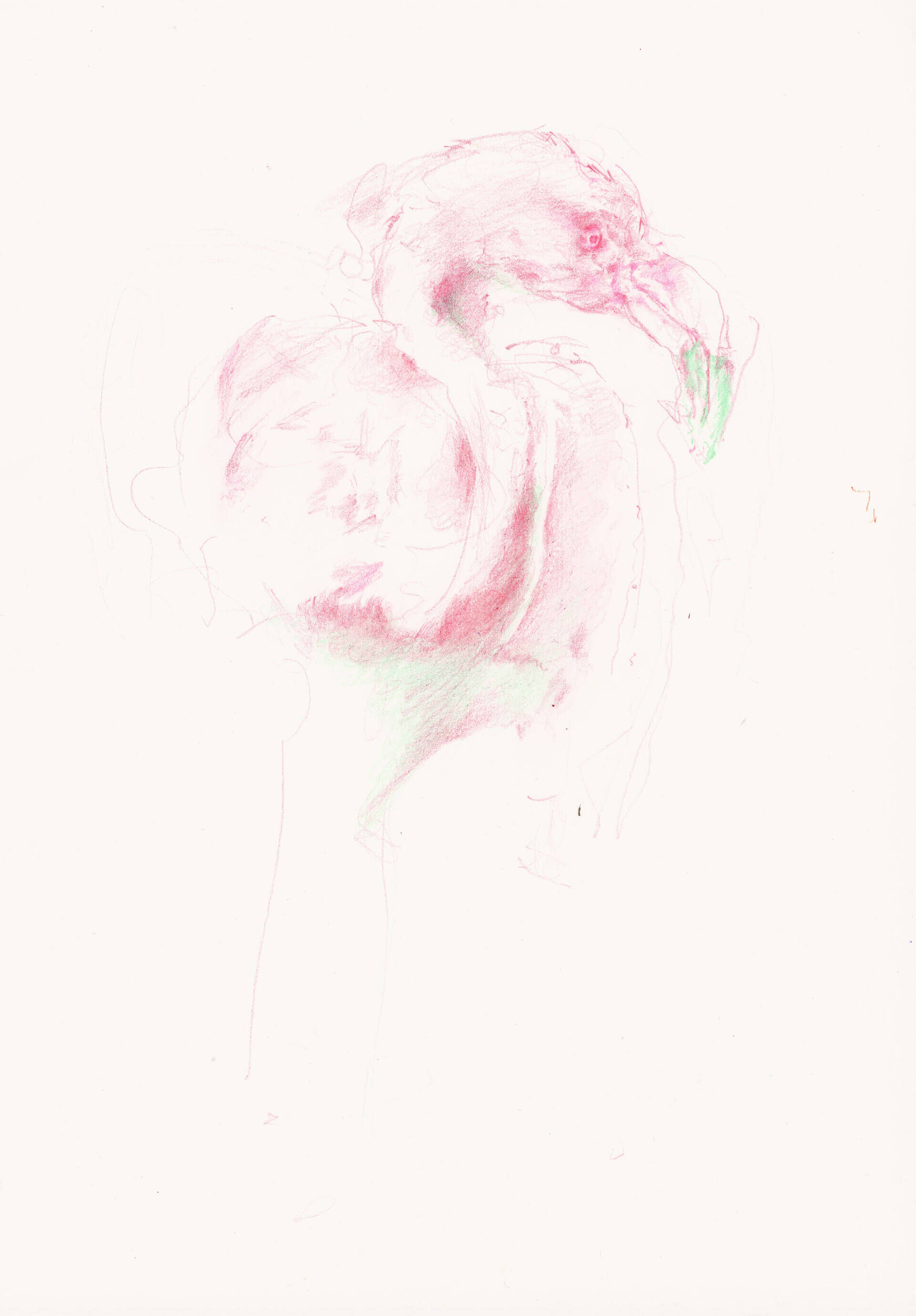 Vogel Croquis IV - Lukas Häring 1