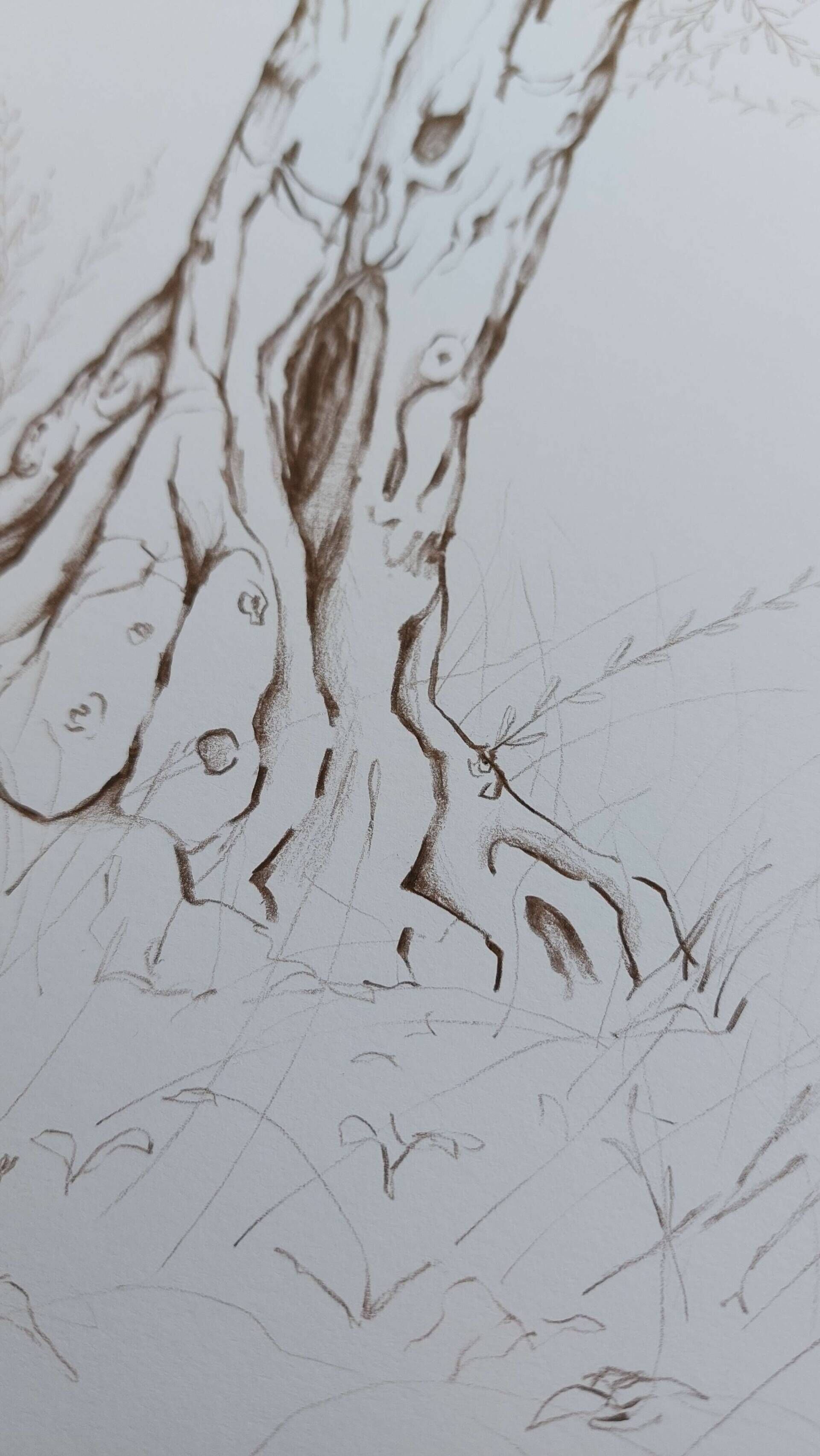 Olivenbaum 7 - Alexander Straub 6