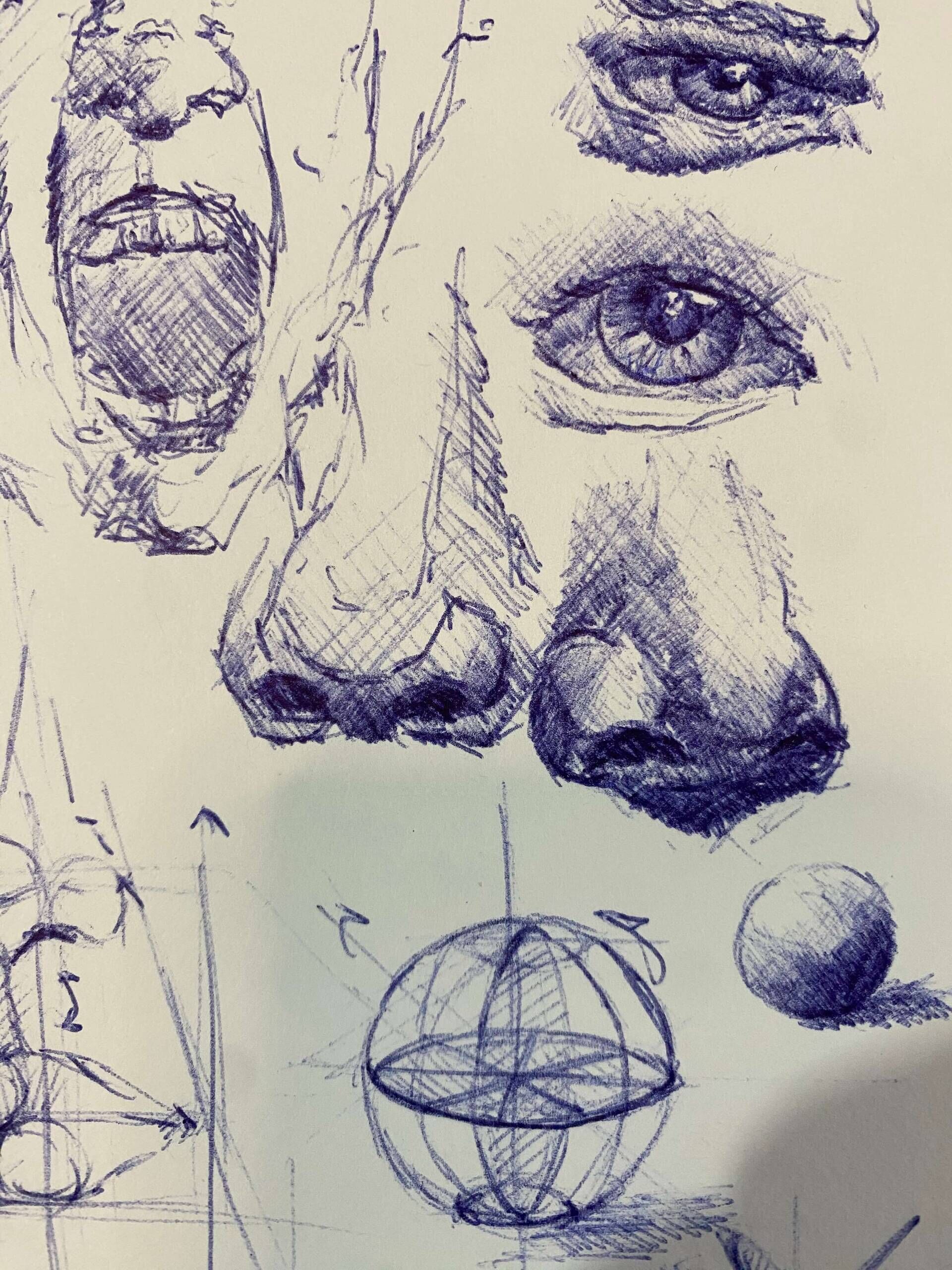 Facial Anatomy Study - Paul Schäfer 1