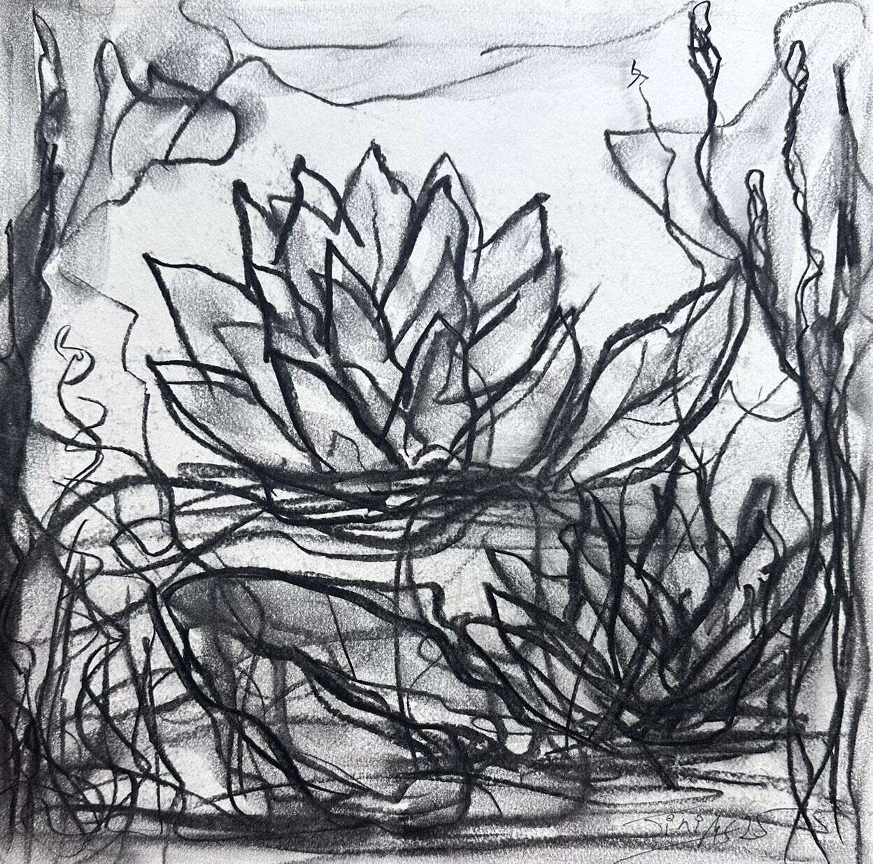 Storm Waterlilies  - Martina  Schepperle  1