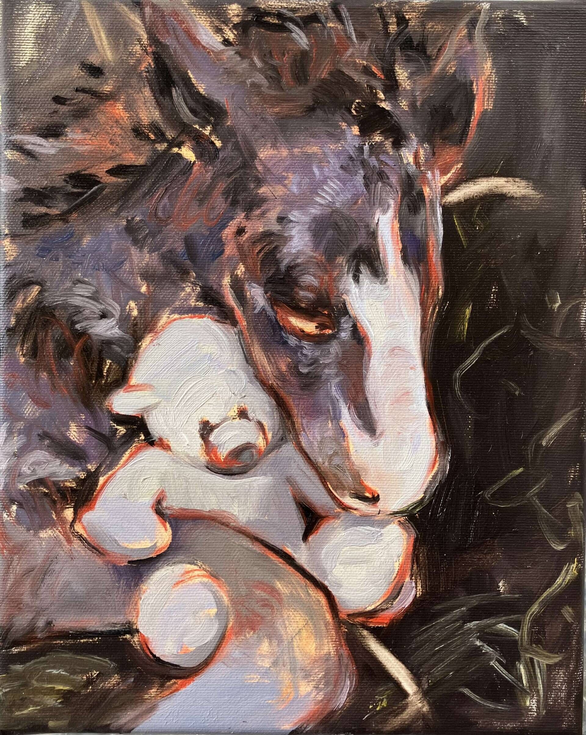 Fohlen - Sarah Hischemöller 1