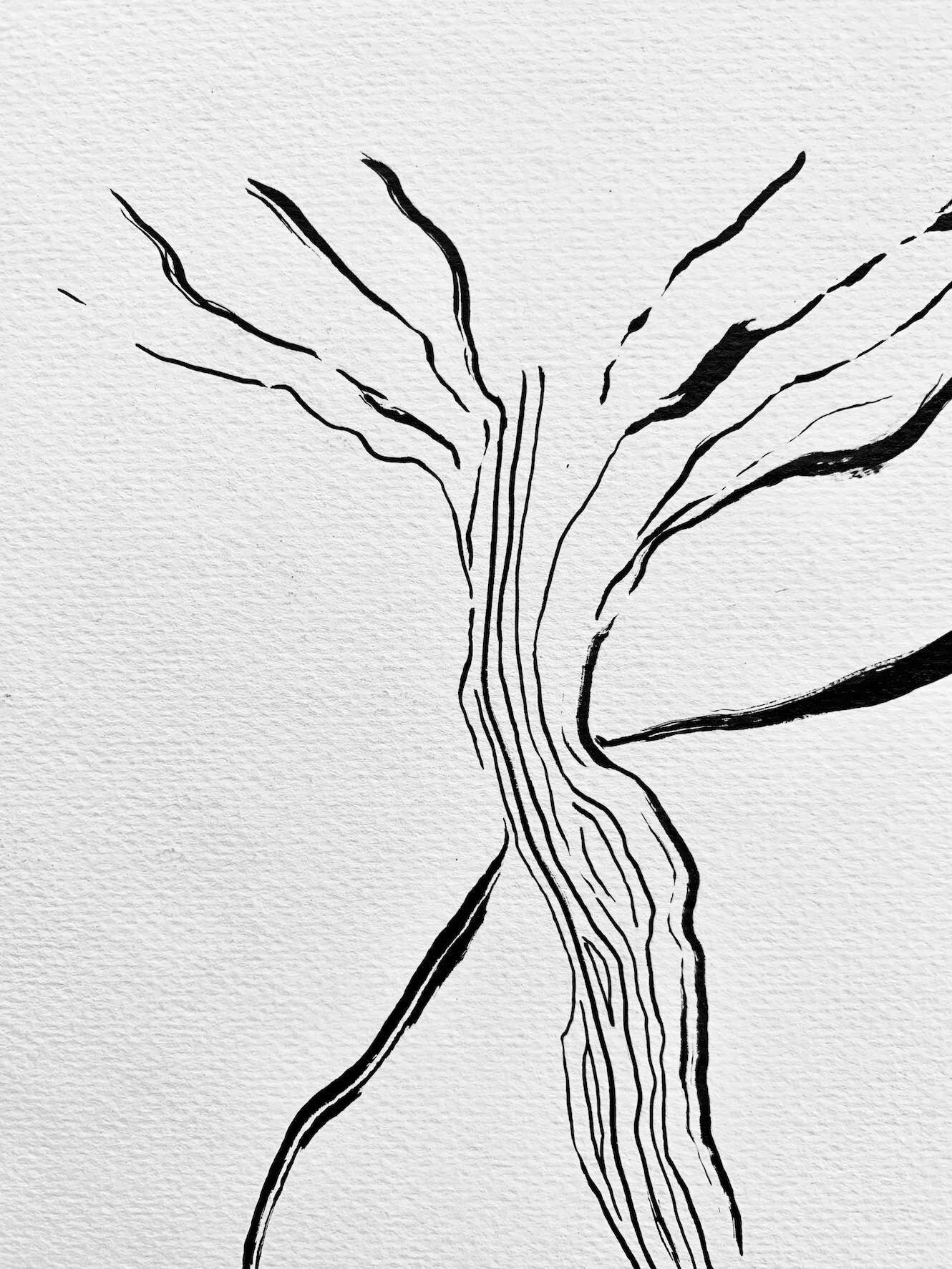 Tree and Seed - Carolina Reyes 3