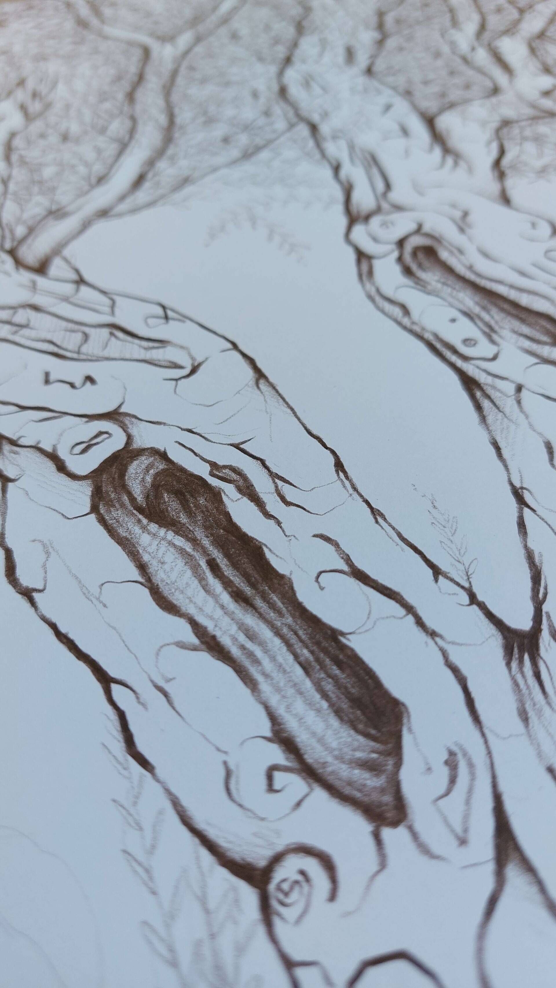 Olivenbaum 4 - Alexander Straub 4