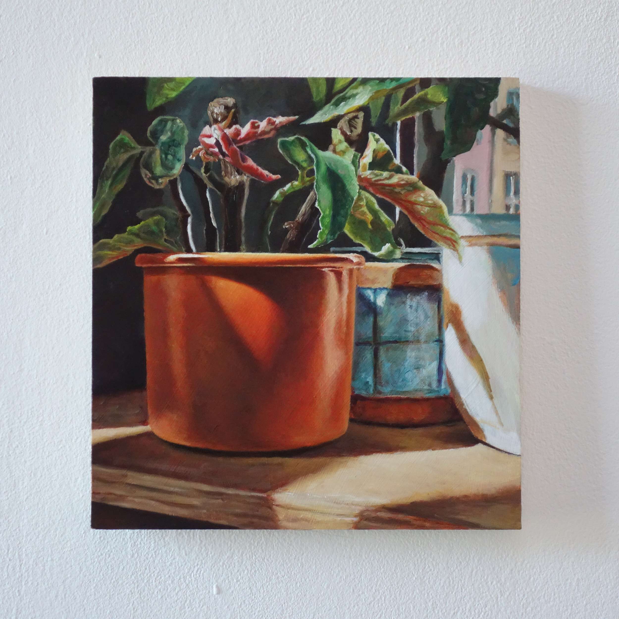 Forellenbegonie - Johanna Bajog 1
