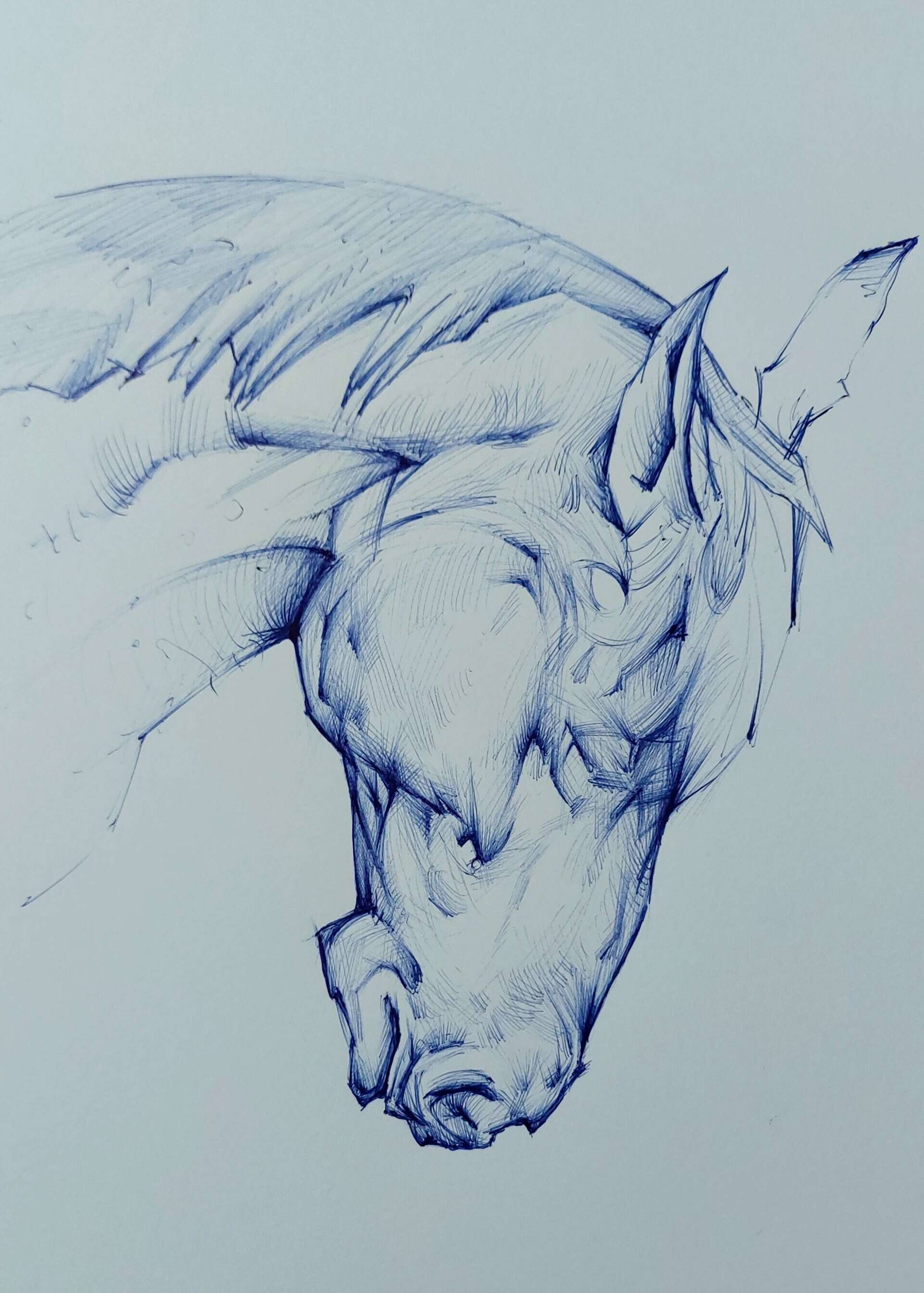 Pferdekopf - Alexander Straub 2