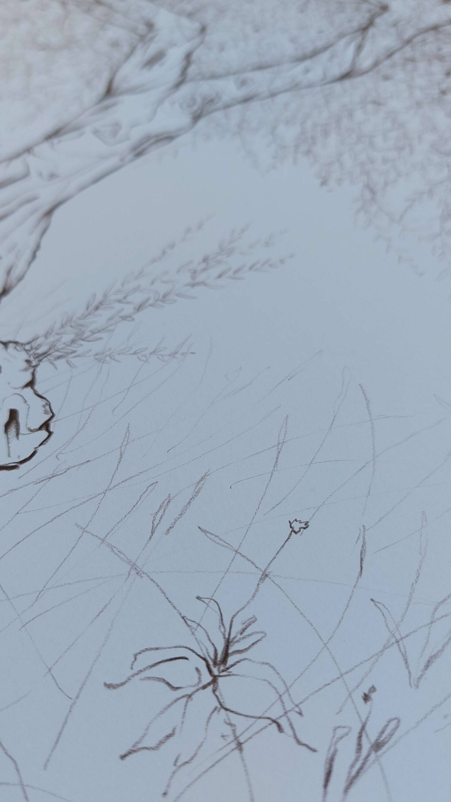 Olivenbaum 5 - Alexander Straub 7