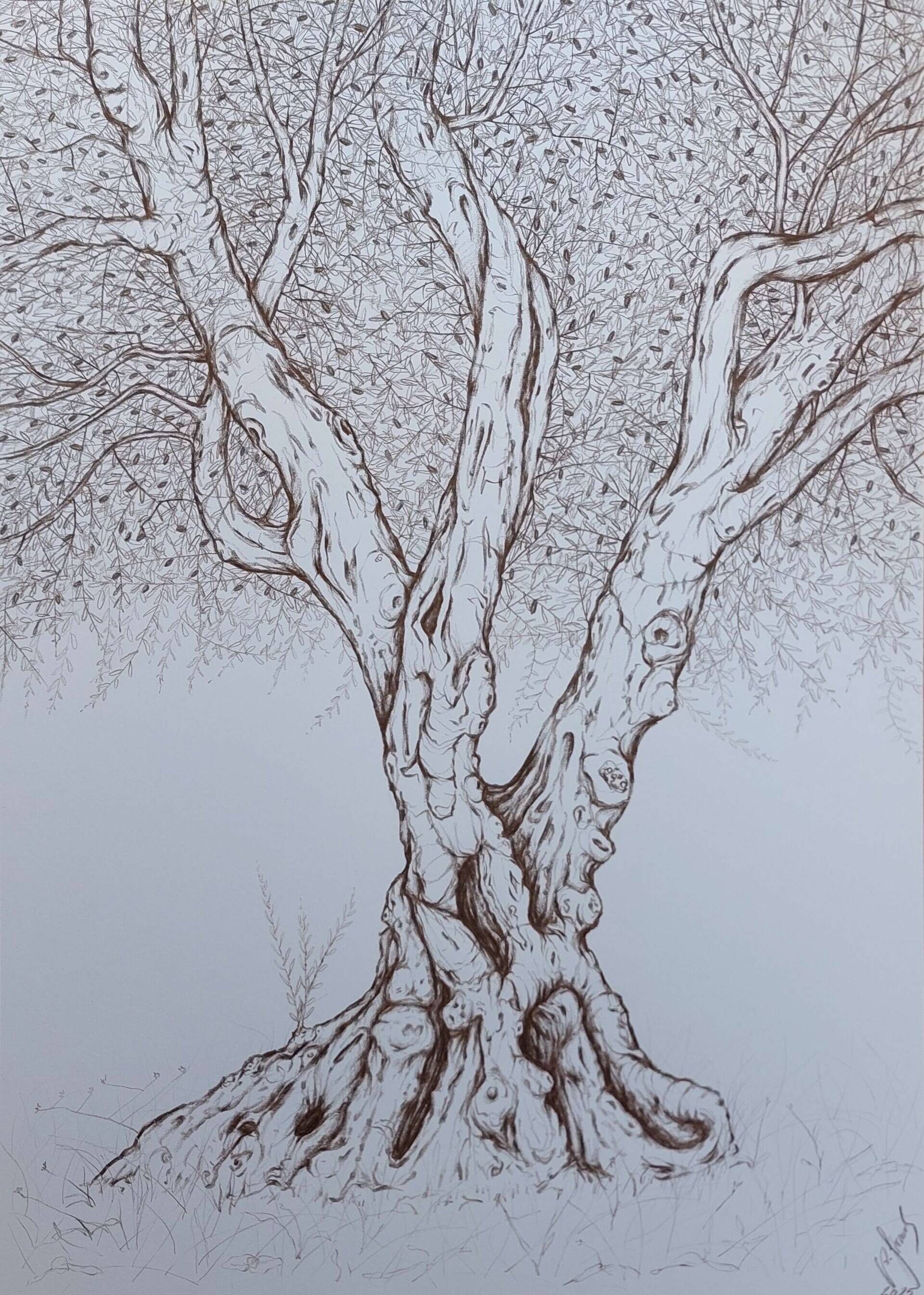 Olivenbaum 8 - Alexander Straub 1