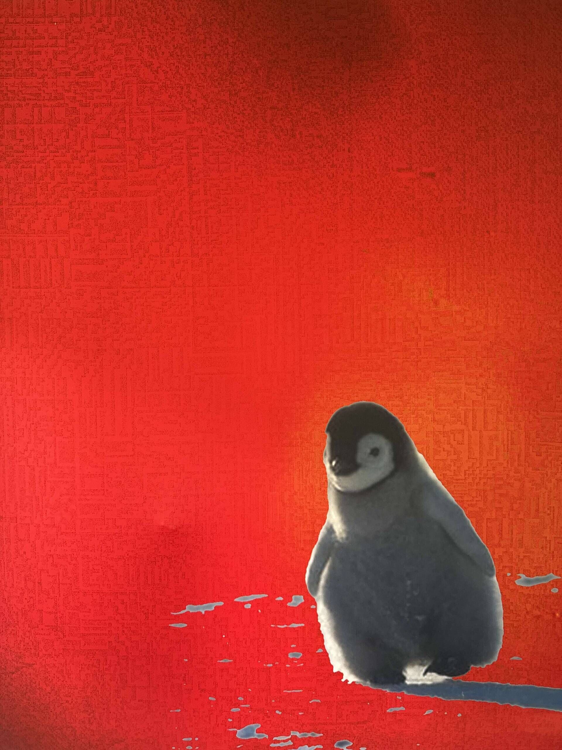 Pingu - Emiliano Bartling 1