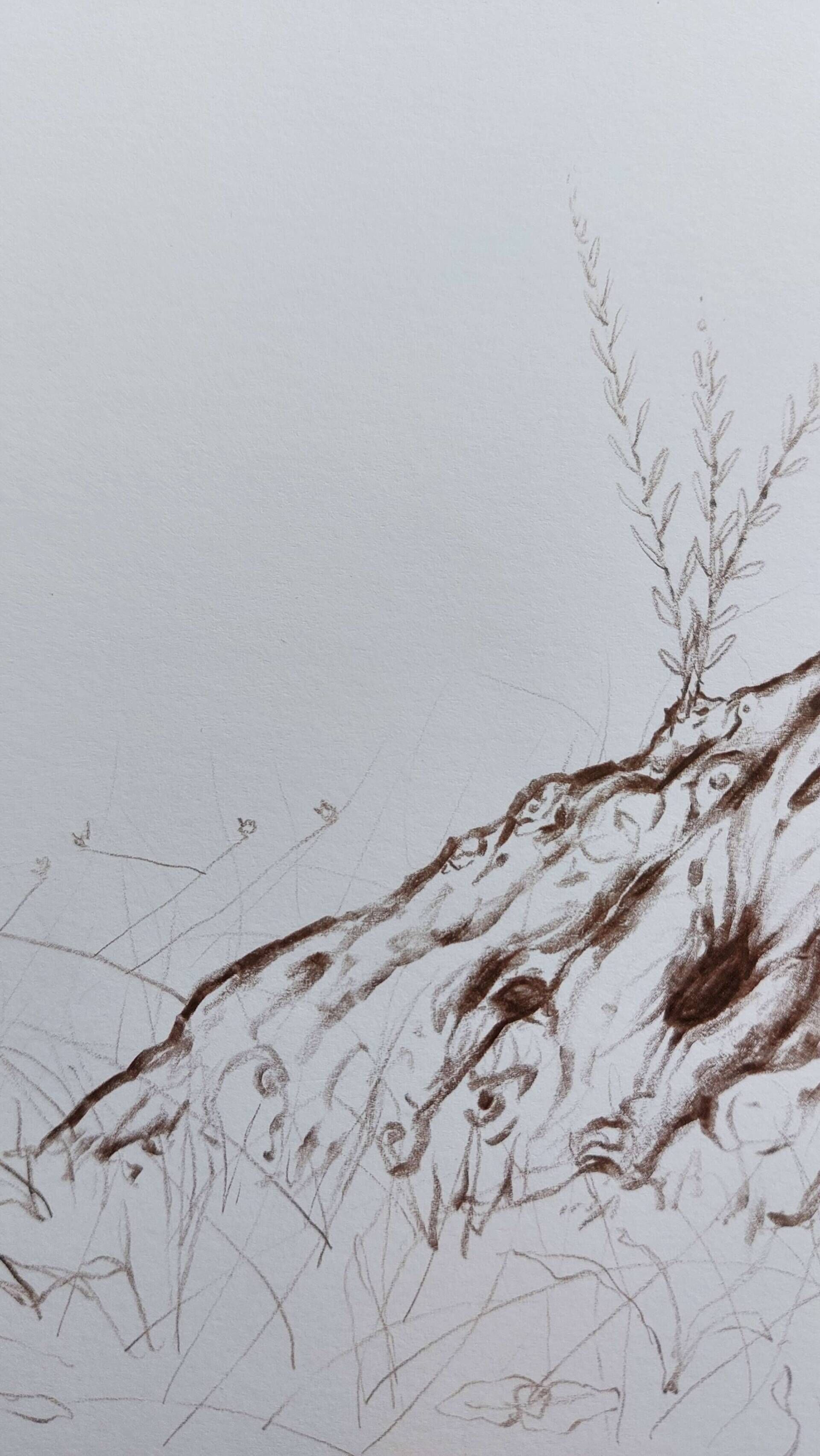 Olivenbaum 8 - Alexander Straub 9