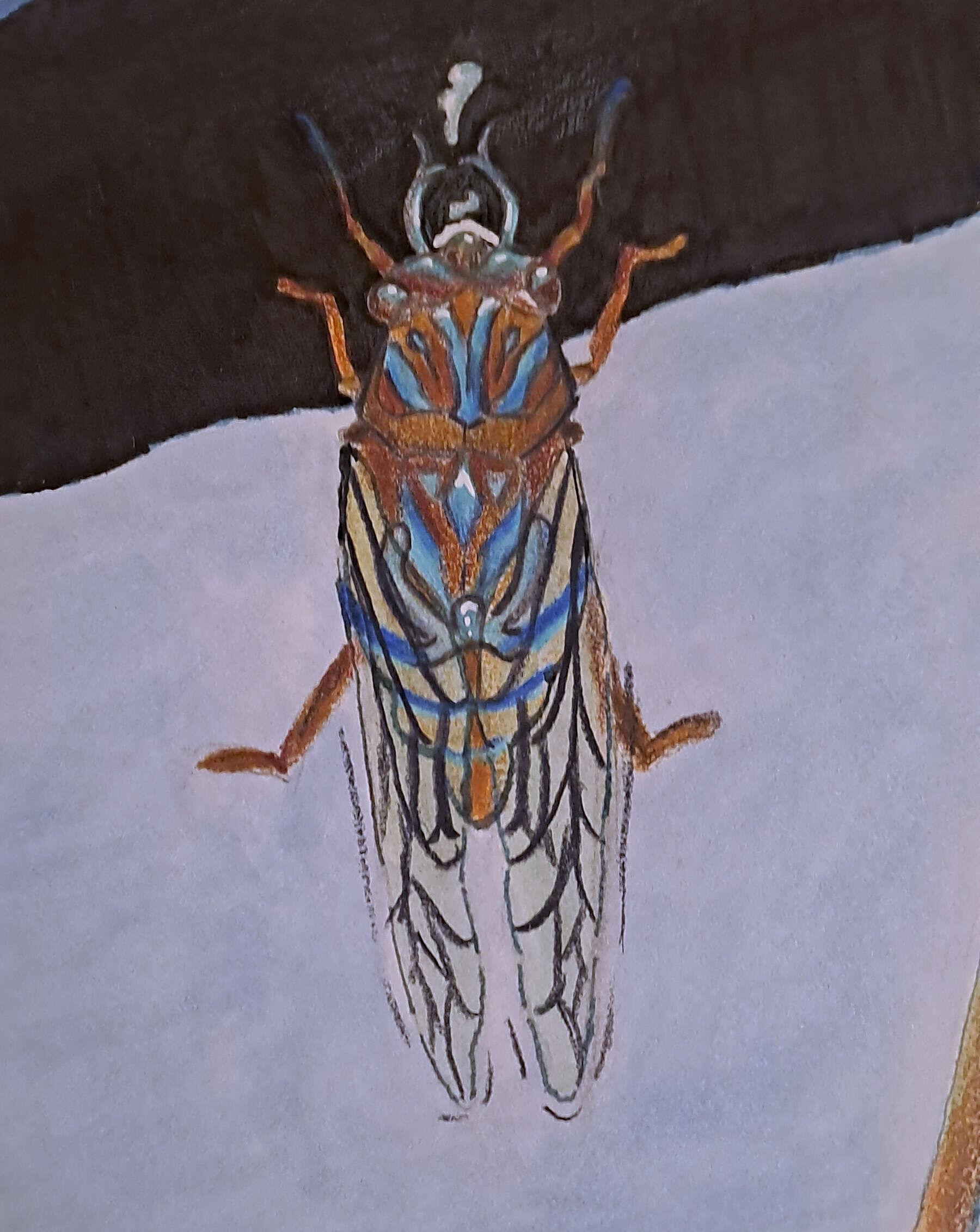 Cicada on Dahlia - Thomas Lorenz 4