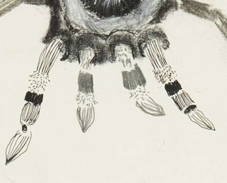 Schön und fremd – Insektenstudie II - Boramee Kim 3