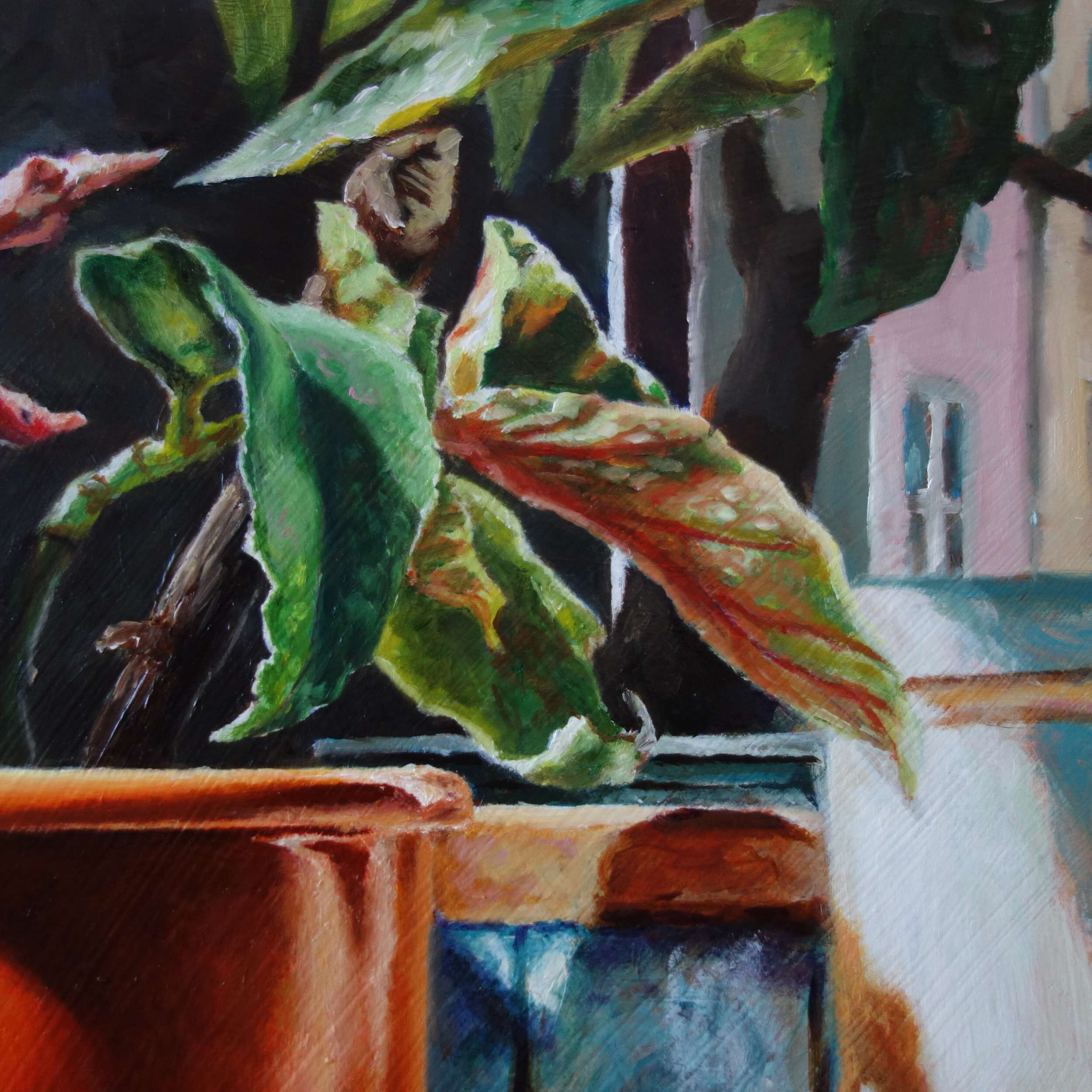 Forellenbegonie - Johanna Bajog 5