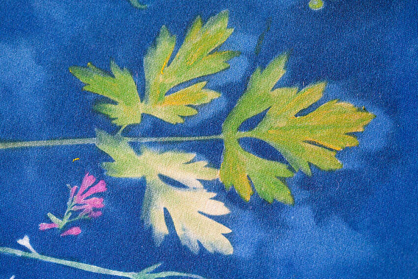 PLANT SUN - Maria-Magdalena Ianchis 2