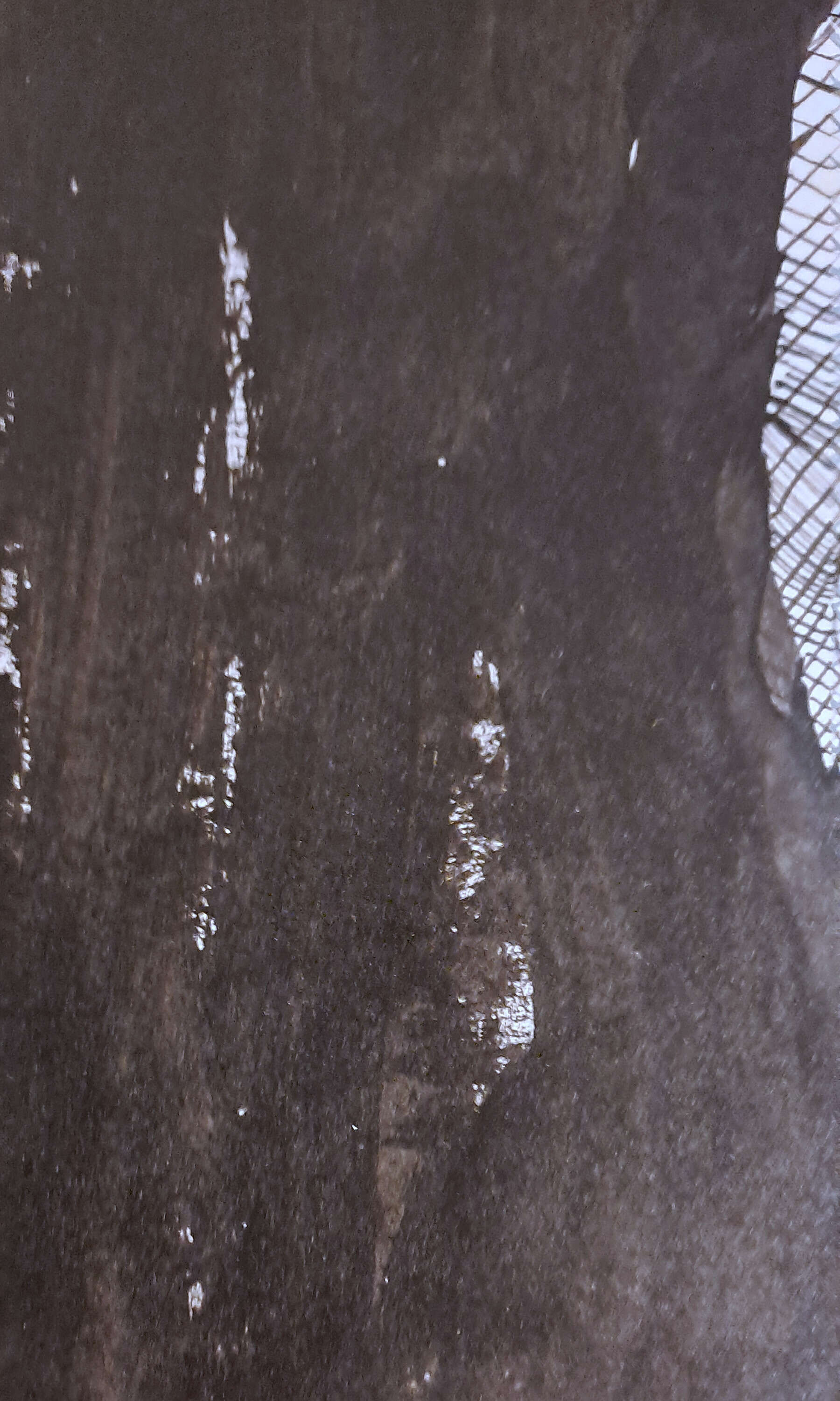 What I did in the shadows - Thomas Lorenz 2