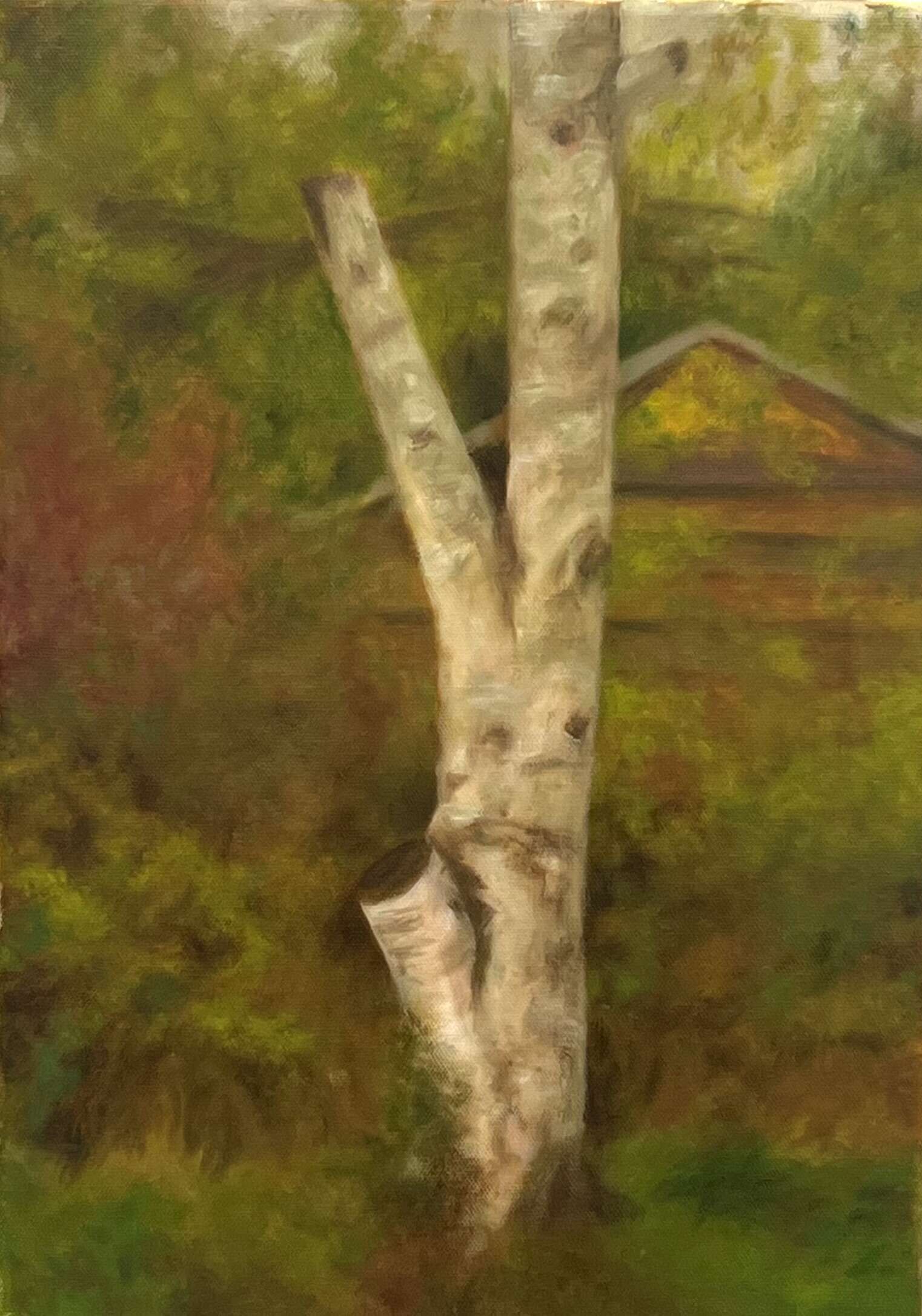 Birke Nr. 1 - Richard Ebel 1