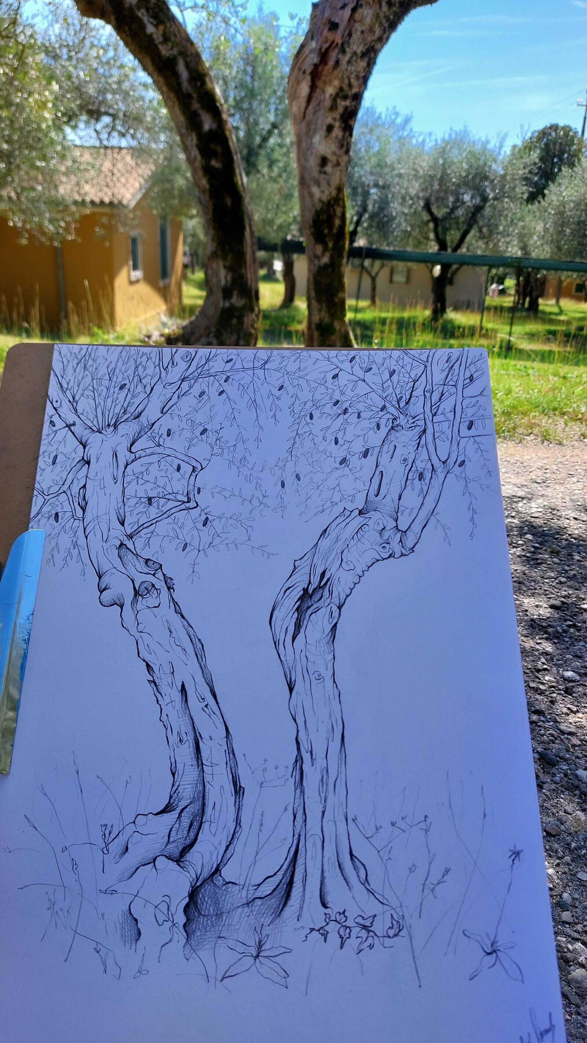 Olivenbaum 1 - Alexander Straub 2