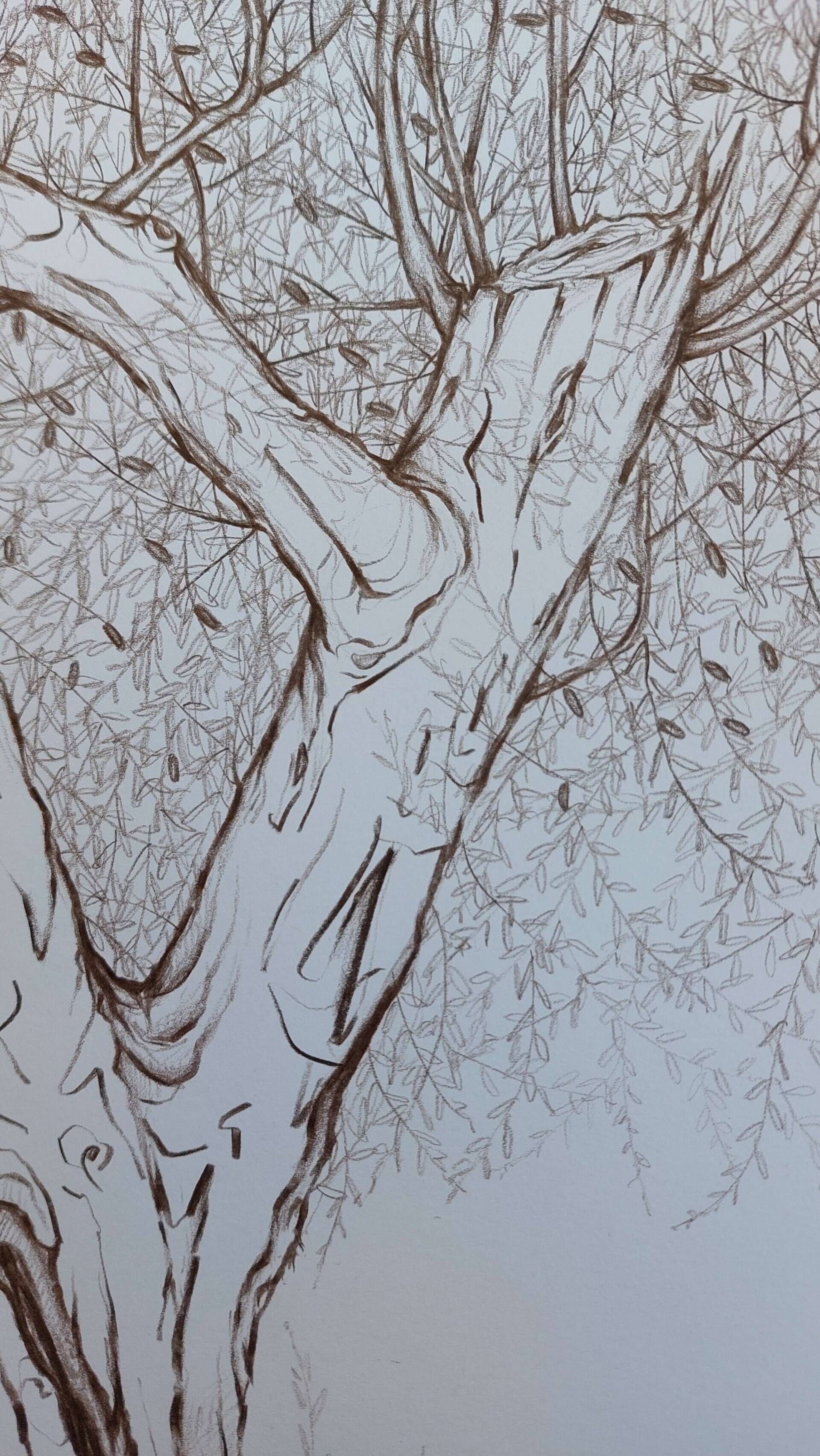 Olivenbaum 6 - Alexander Straub 4