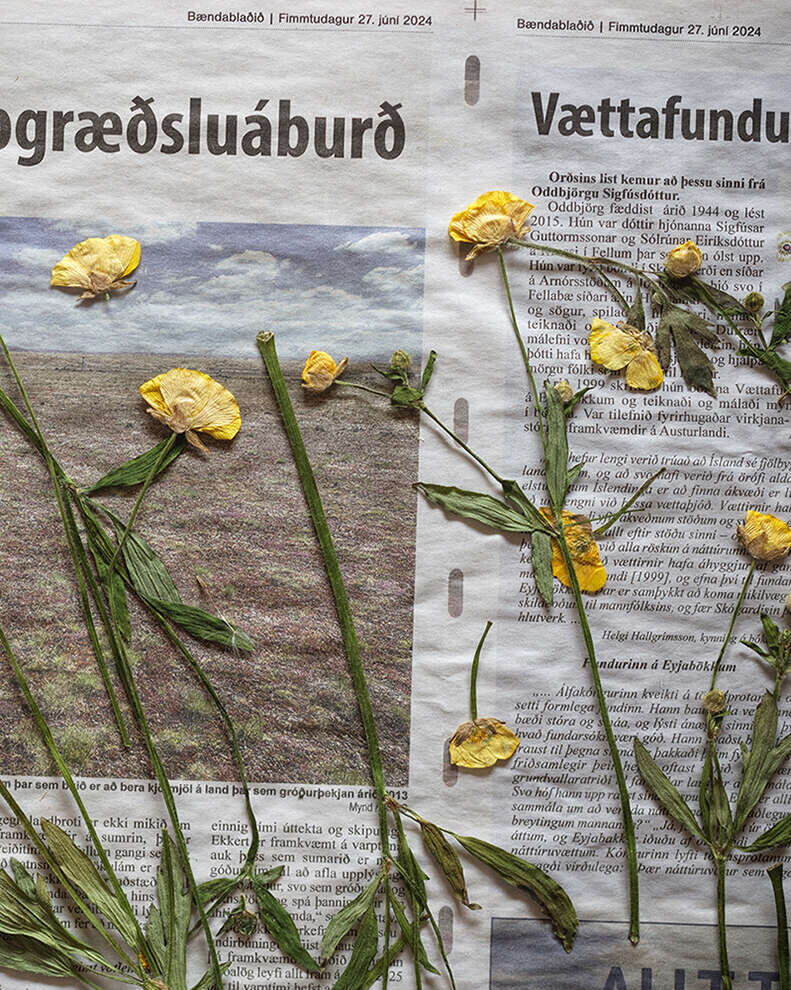 PLANT SUN - Maria-Magdalena Ianchis 6