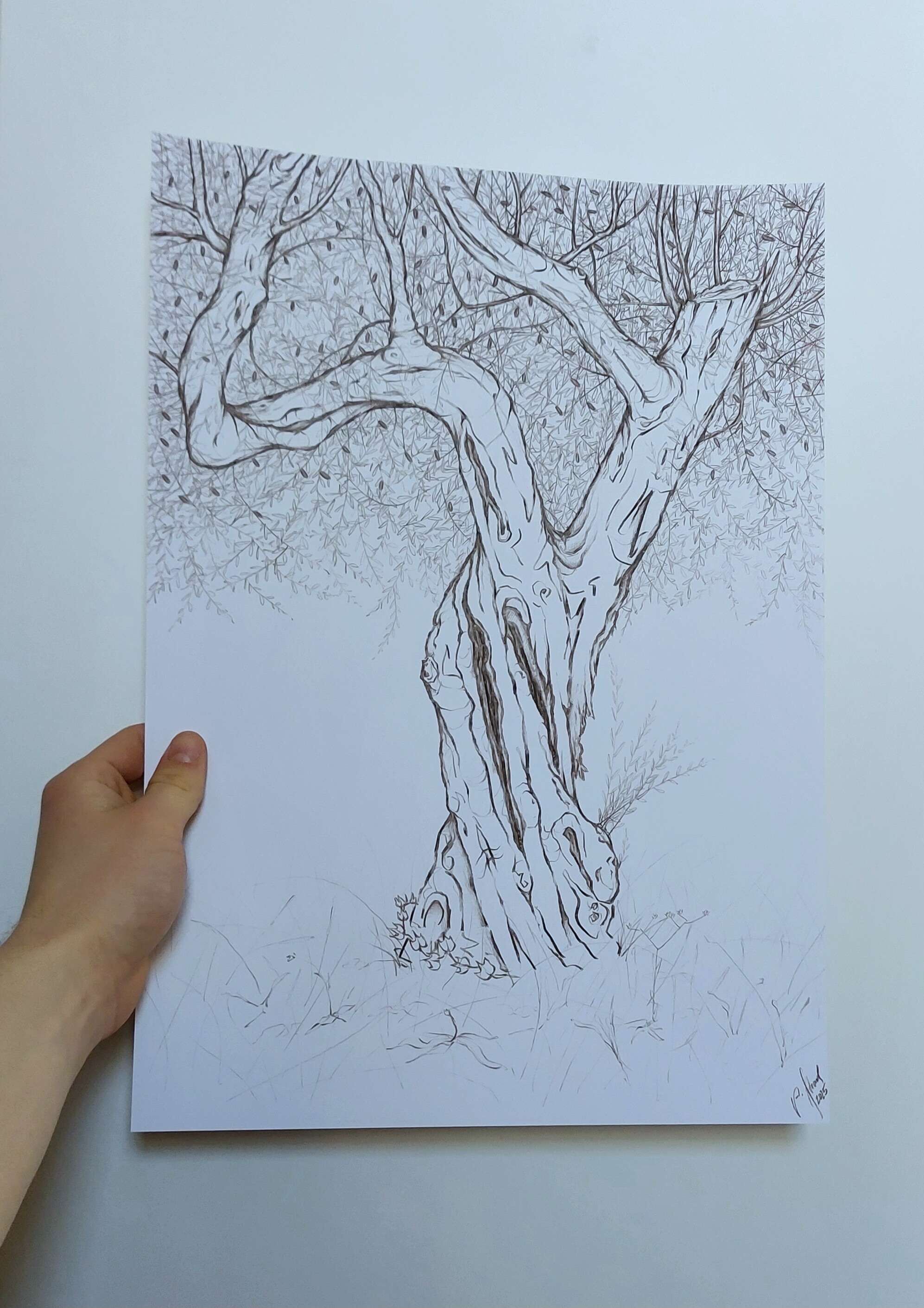 Olivenbaum 6 - Alexander Straub 2