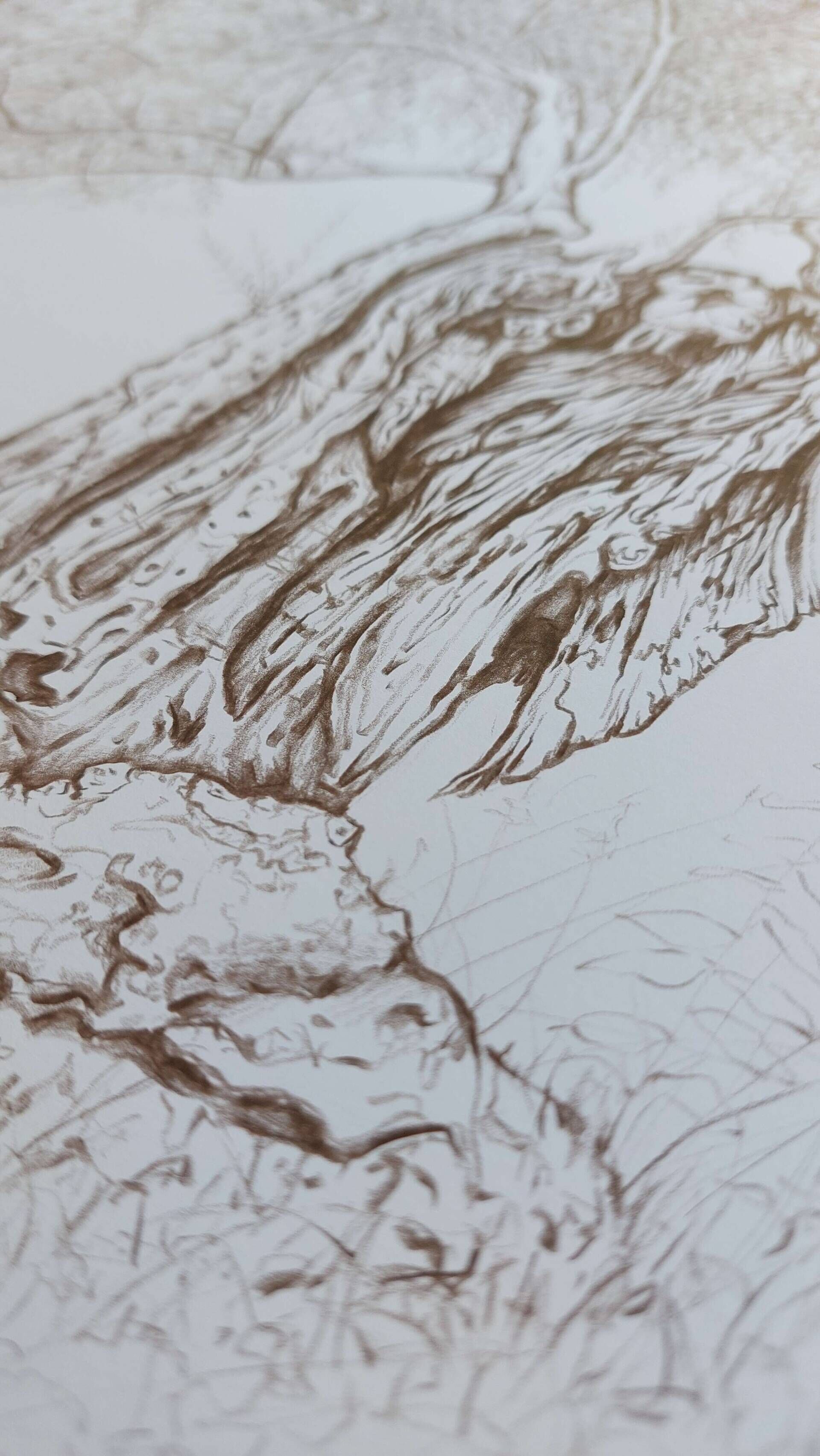 Olivenbaum 9 - Alexander Straub 6