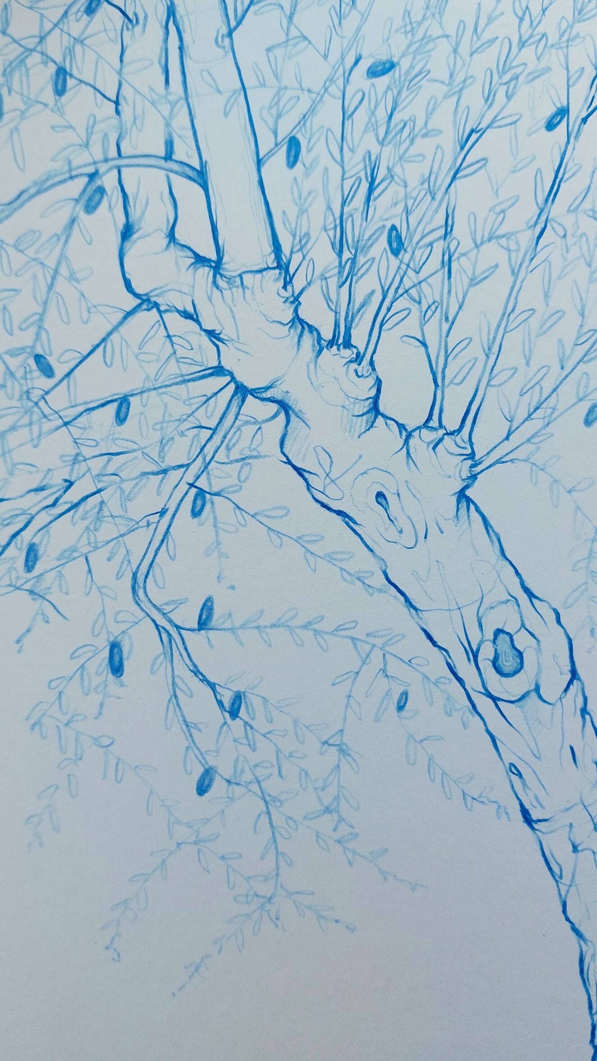 Olivenbaum 2 - Alexander Straub 3