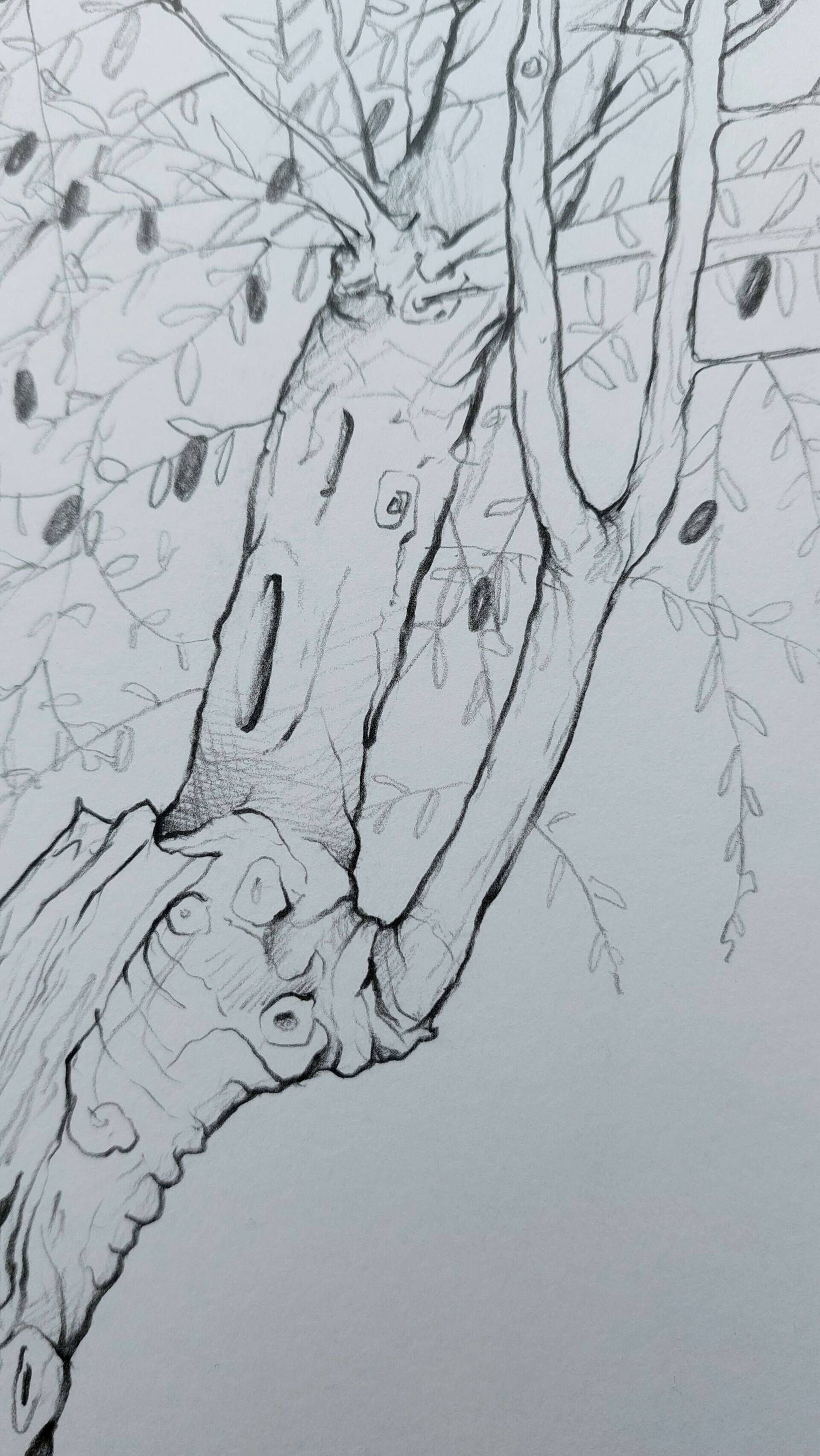 Olivenbaum 1 - Alexander Straub 5