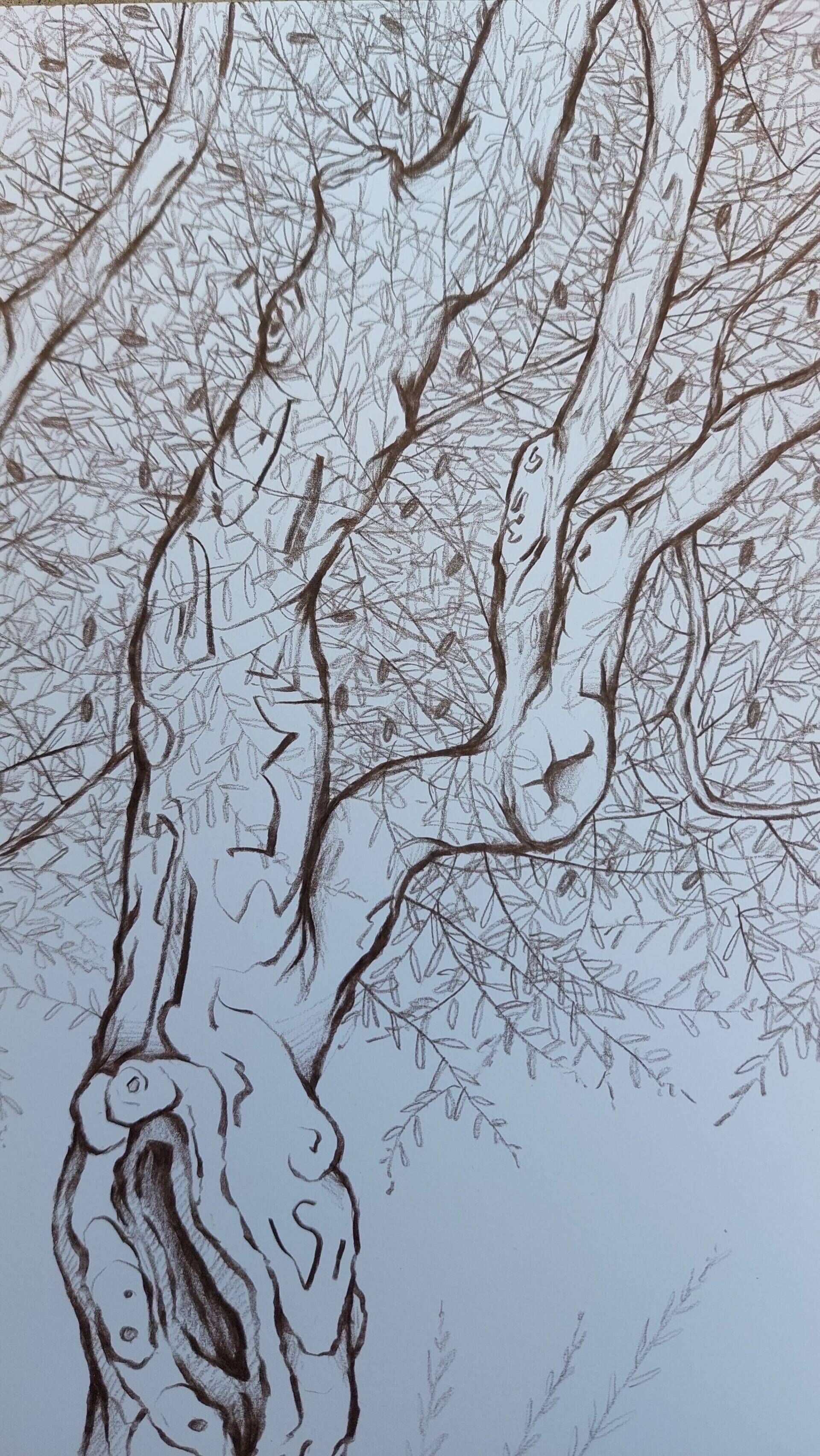 Olivenbaum 4 - Alexander Straub 6