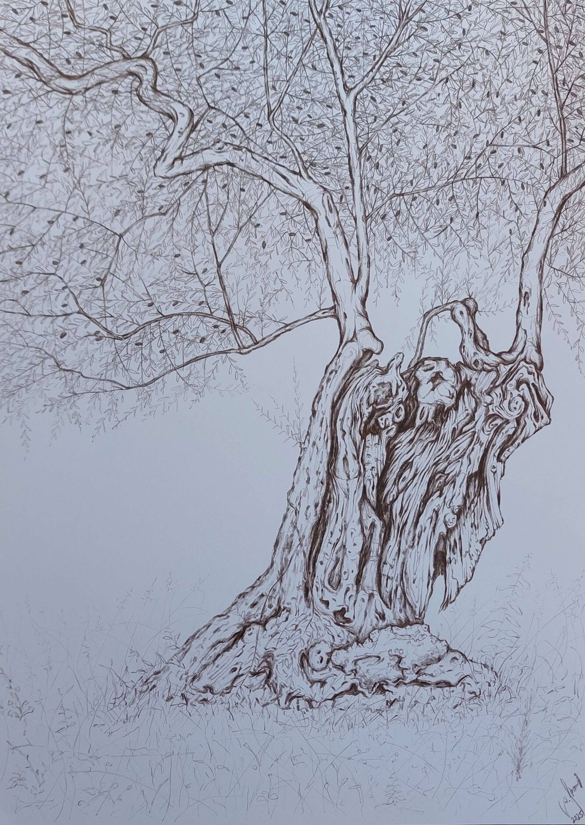 Olivenbaum 9 - Alexander Straub 1