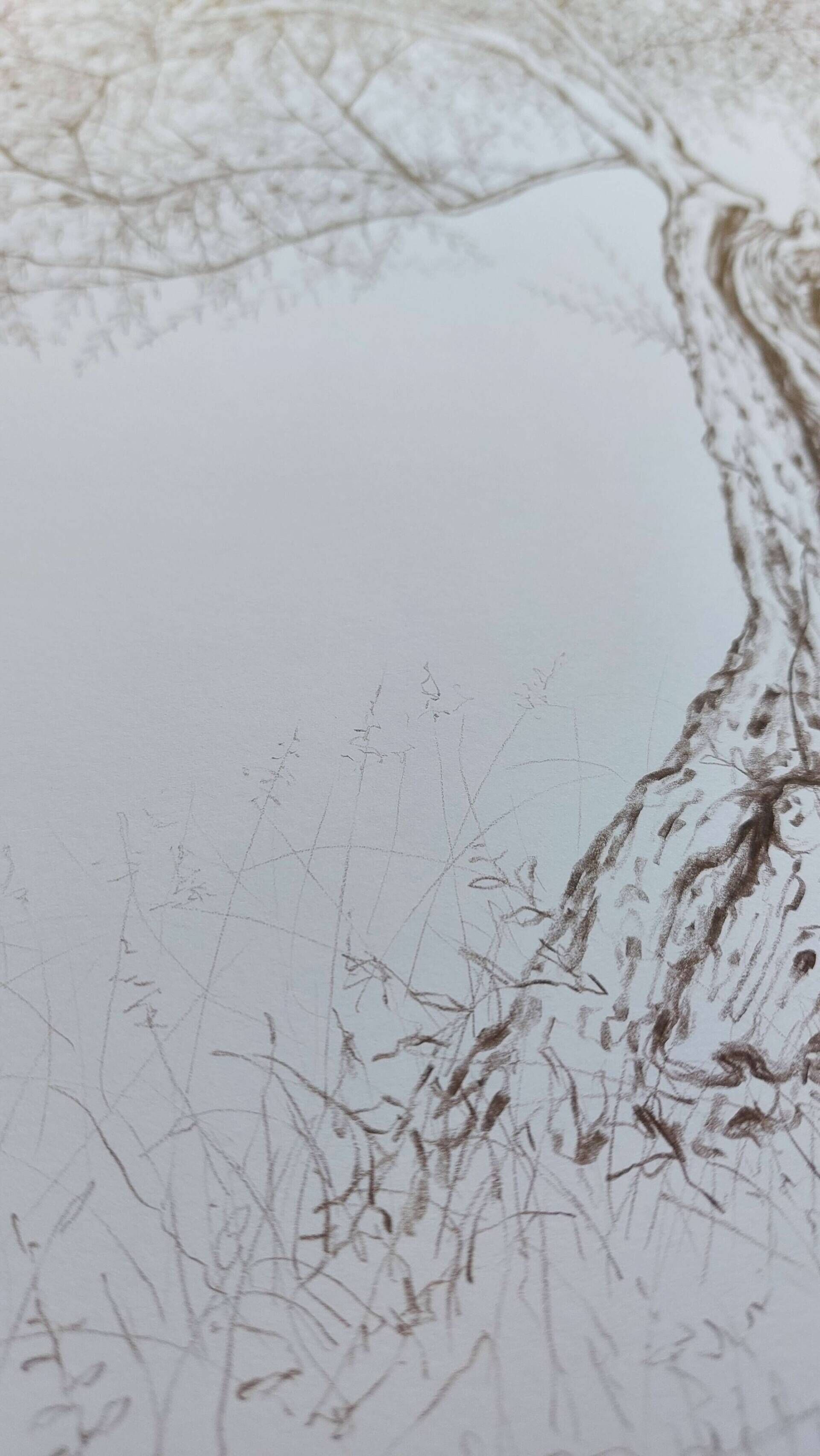 Olivenbaum 9 - Alexander Straub 4