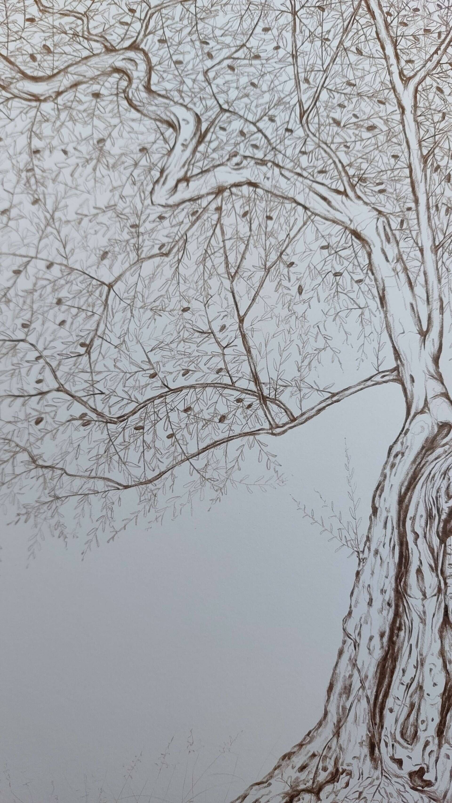 Olivenbaum 9 - Alexander Straub 5