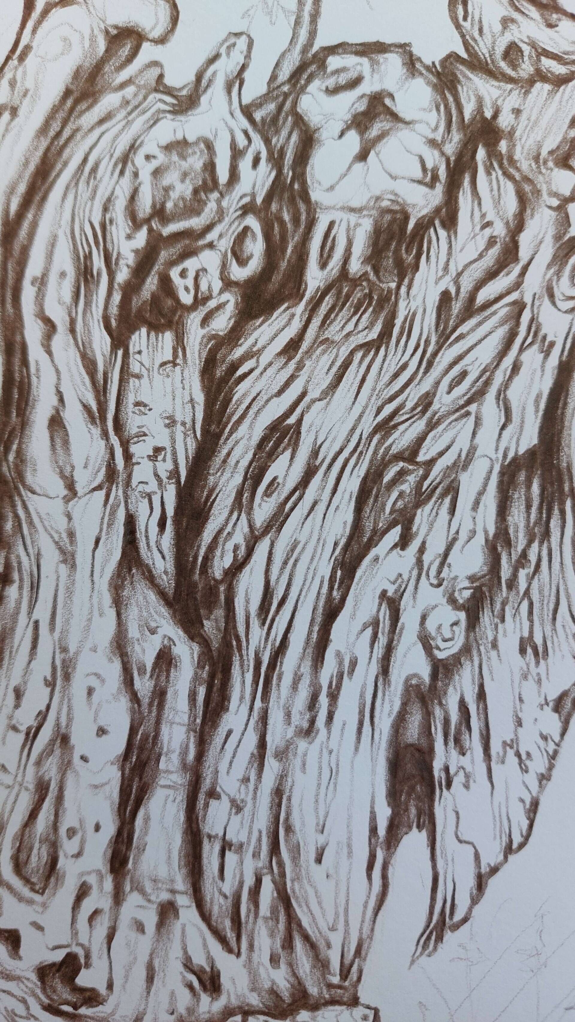 Olivenbaum 9 - Alexander Straub 3